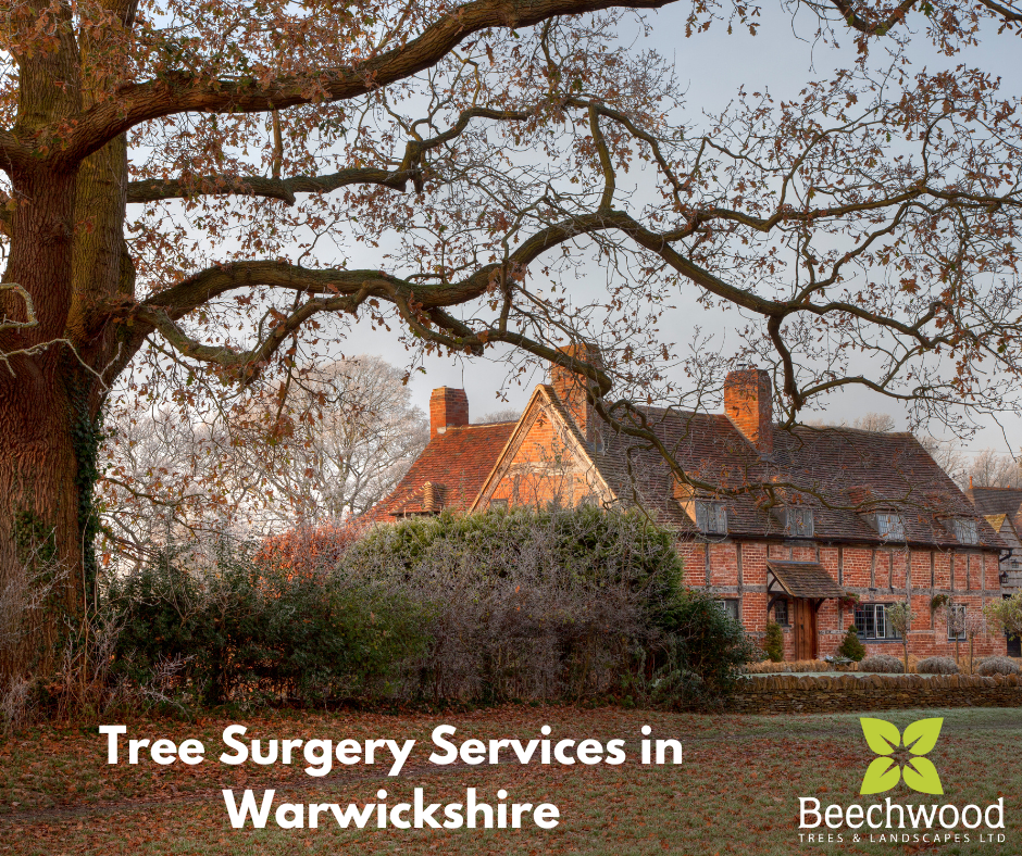 Expert Tree Surgery Services in Warwickshire — Beechwood Trees & Landscapes