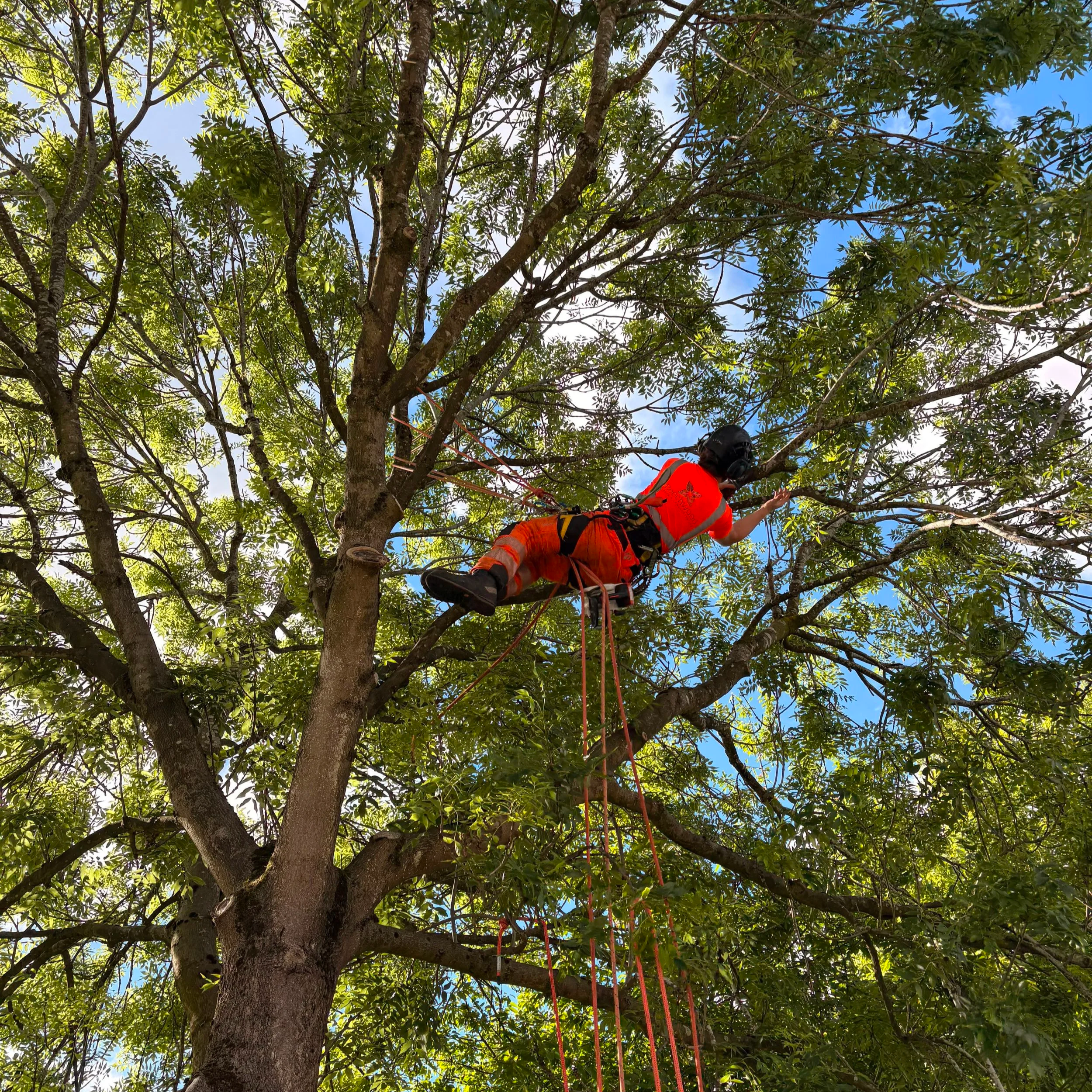 Climber in tree wearing high Visability work wear using correct 2 rope safety