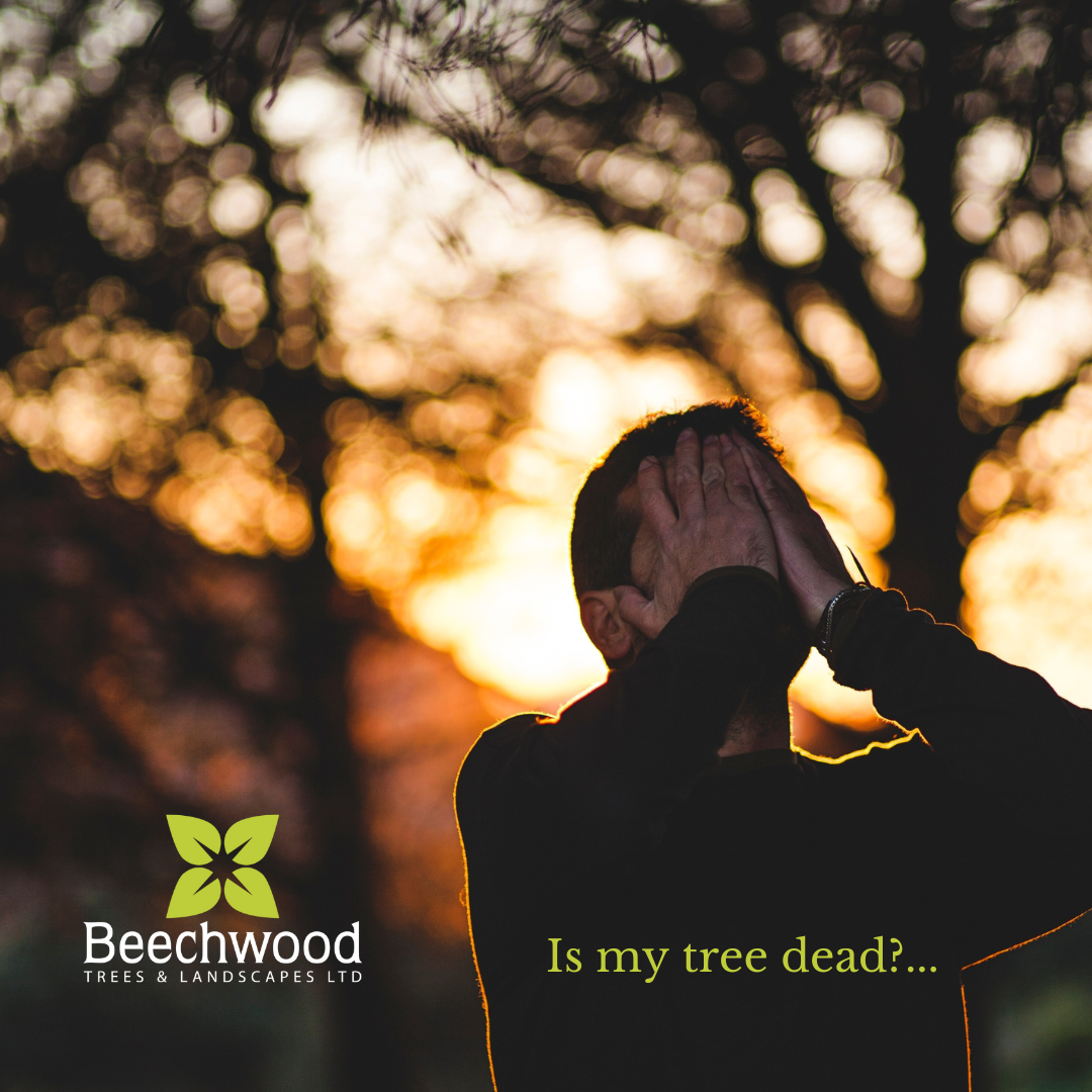 Is my tree dead? — Beechwood Trees & Landscapes