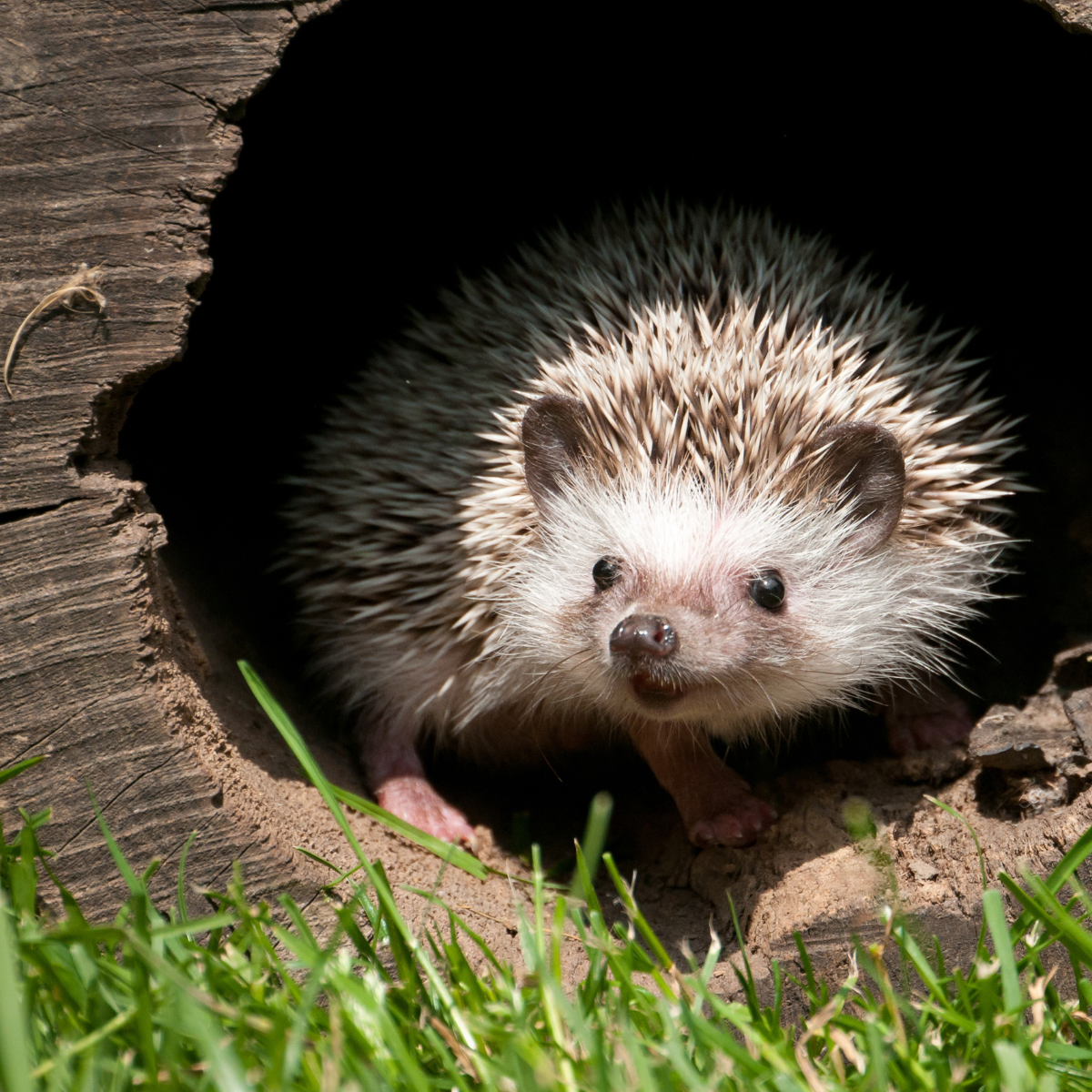 A hedgehog using deadwood as a cozy home and shelter.