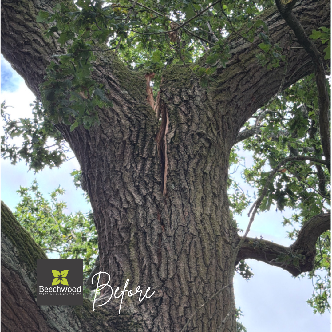 Sectional Fell of a Split Oak Tree