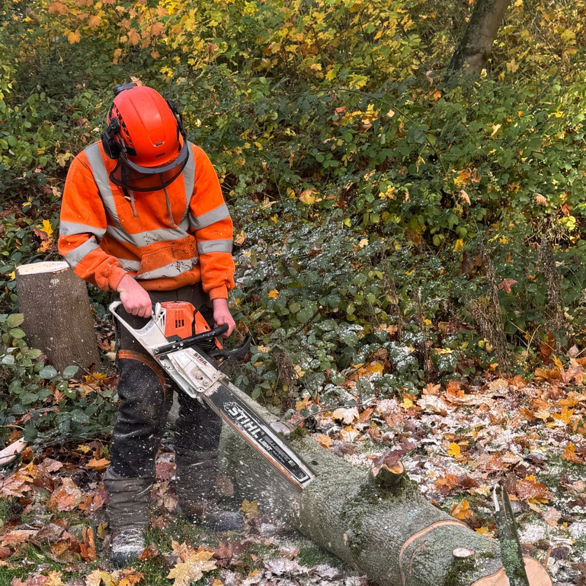 Our apprentice using a chainsaw to cut up the log.