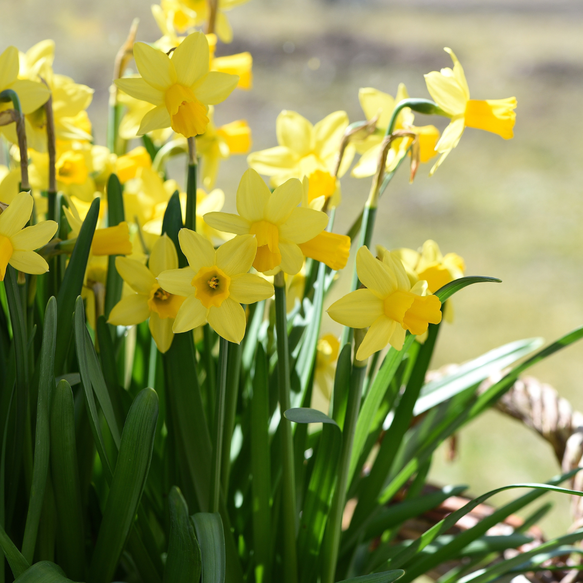 Daffodils standing strong in the spring.