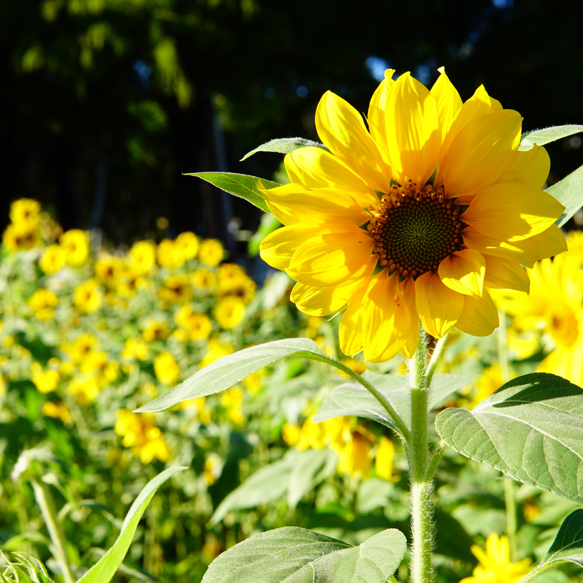 Field of vibrant yellow sunflowers