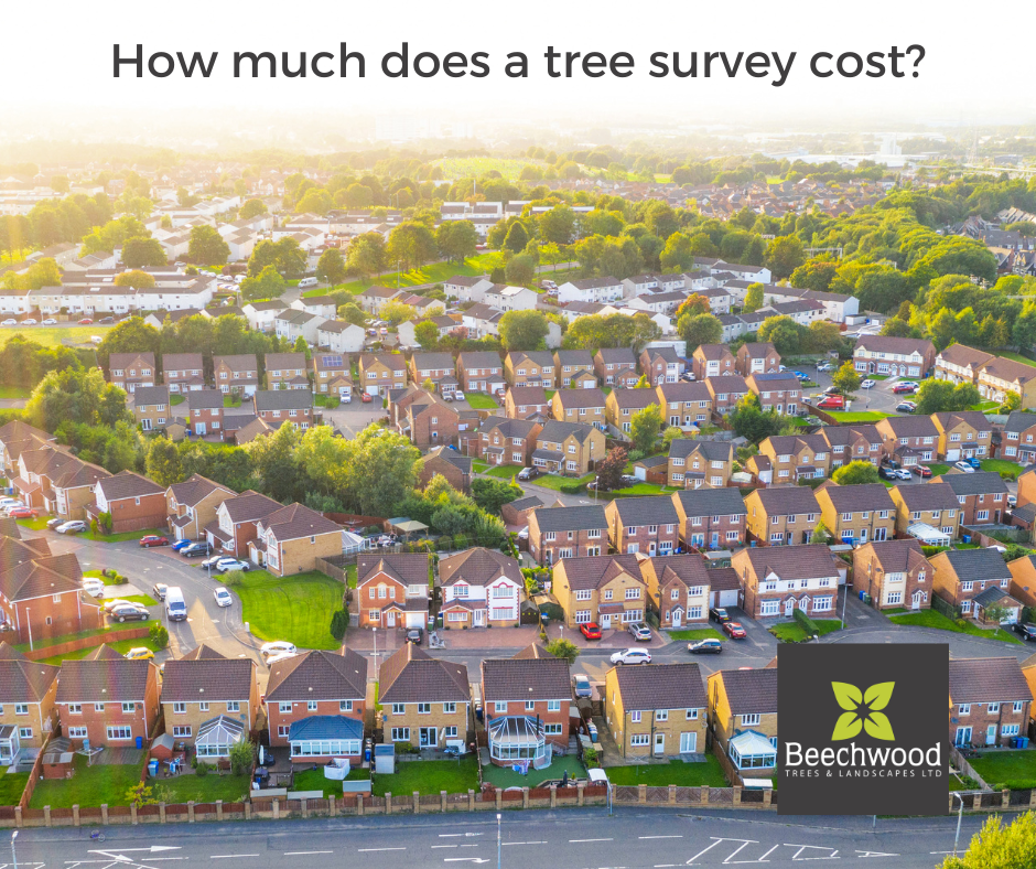 How much does a tree survey cost? — Beechwood Trees & Landscapes
