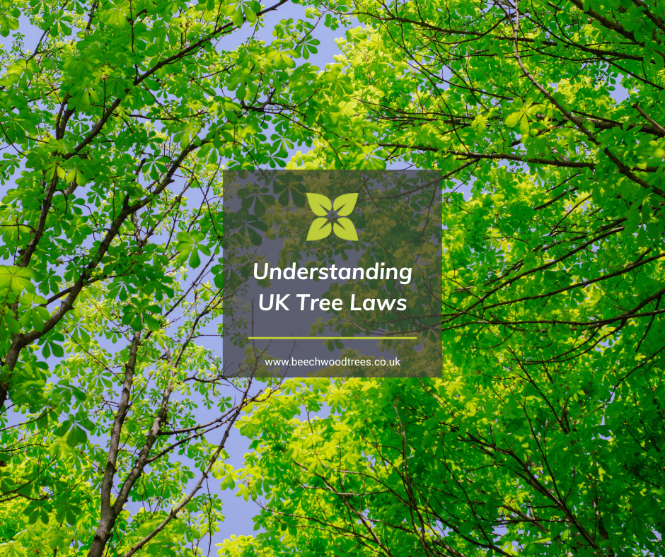 Tree Law Examples UK Tree Law — Beechwood Trees & Landscapes