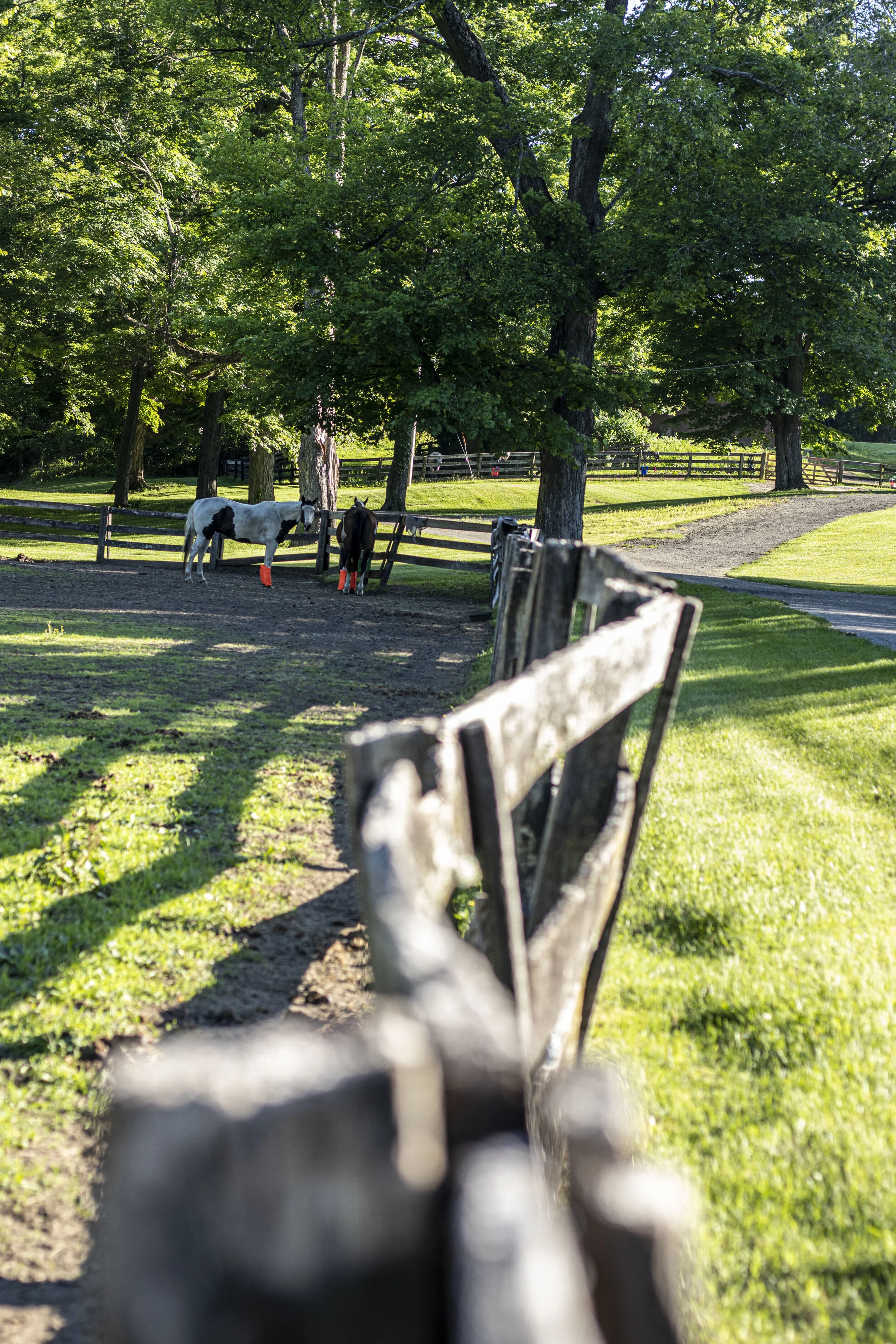Two horses in a grassy paddock with wooden fencing and trees in the background.