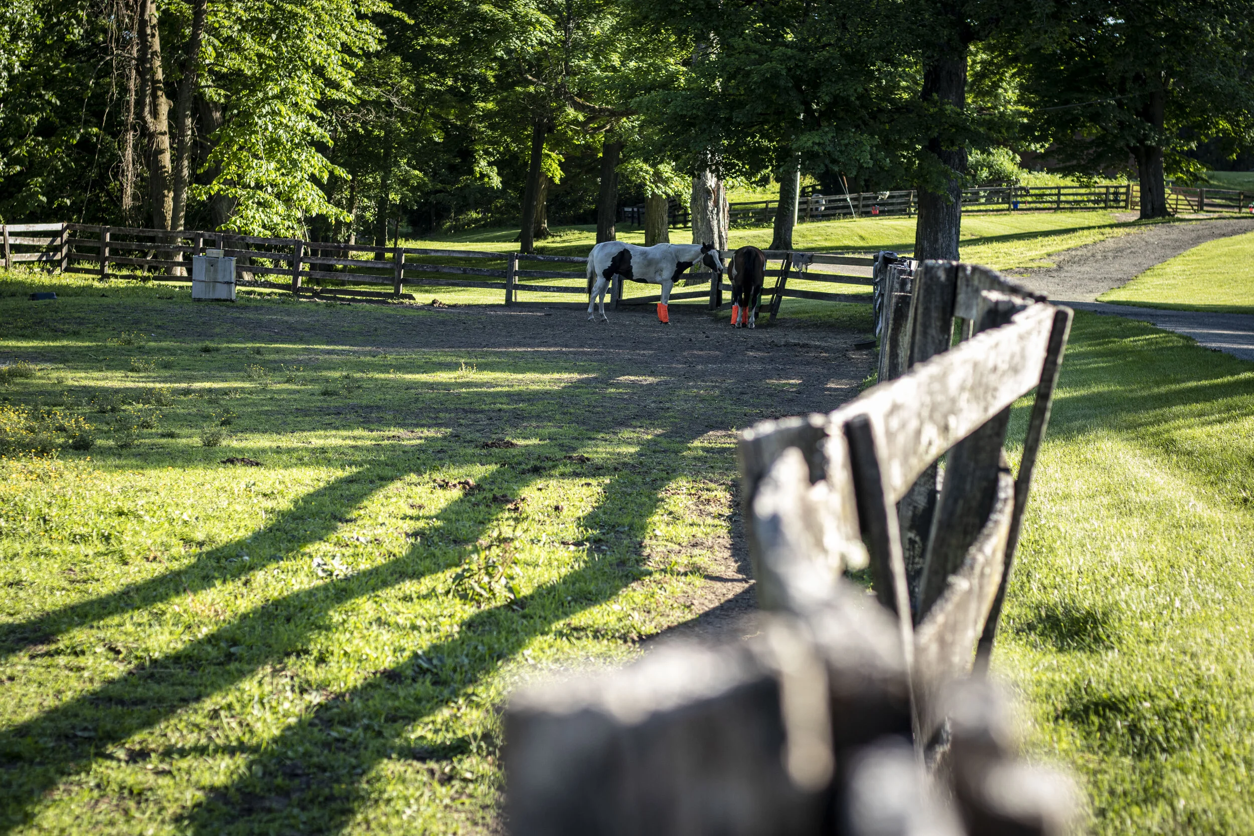 Two horses with orange leg wraps standing in a fenced grassy paddock surrounded by trees and sunlight.