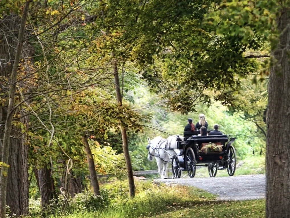 Horse-drawn carriage with passengers on a wooded path in a park setting