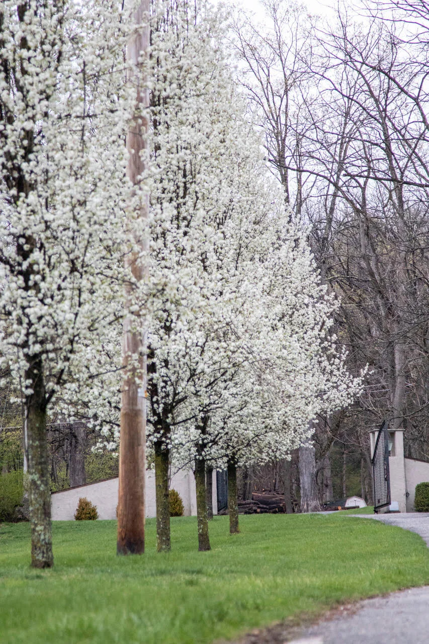 Row of white blossoming trees along a path in a park