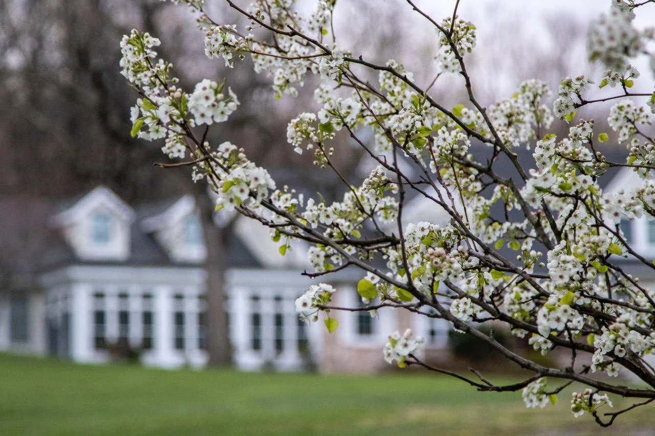 Close-up of blooming tree branches with a blurred house in the background.