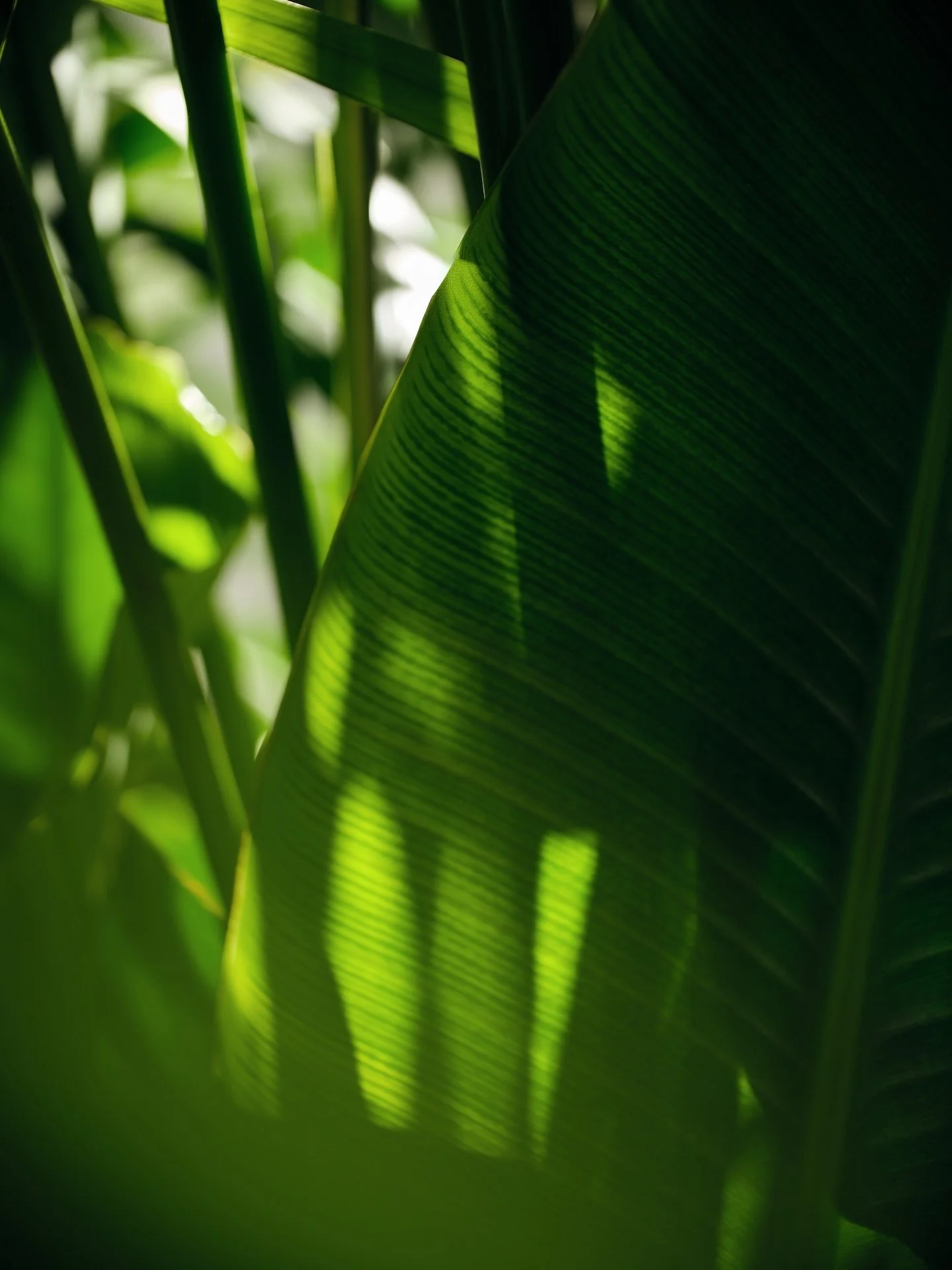 Douglas Naturals 13.12.230820a Kopie.jpg