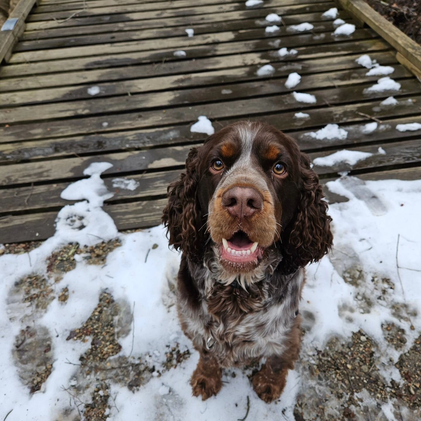 Everyone Welcome Shep to the Lucky Paws Pack🐶🎉
.
Sheppy has been LOVING his hikes the past couple months. He is always ready to play with his new friends and explore the trails. How cute is that face 💕 Stay Tuned for more cute Shep content.