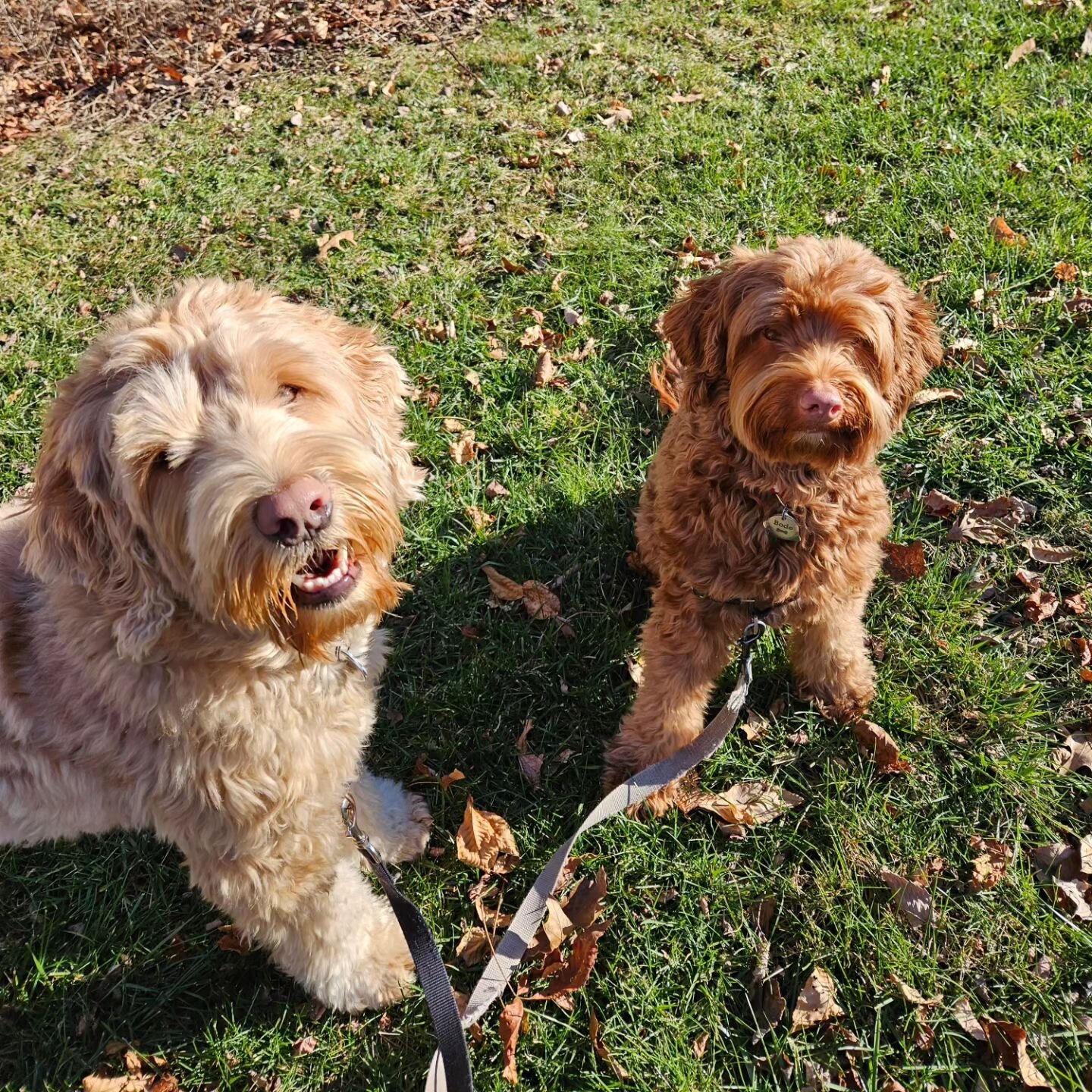 Bode &amp; Scout have been having some extra Lucky Paws adventures lately. How cute are they?!🐶🧡🐶
#dogsiblings