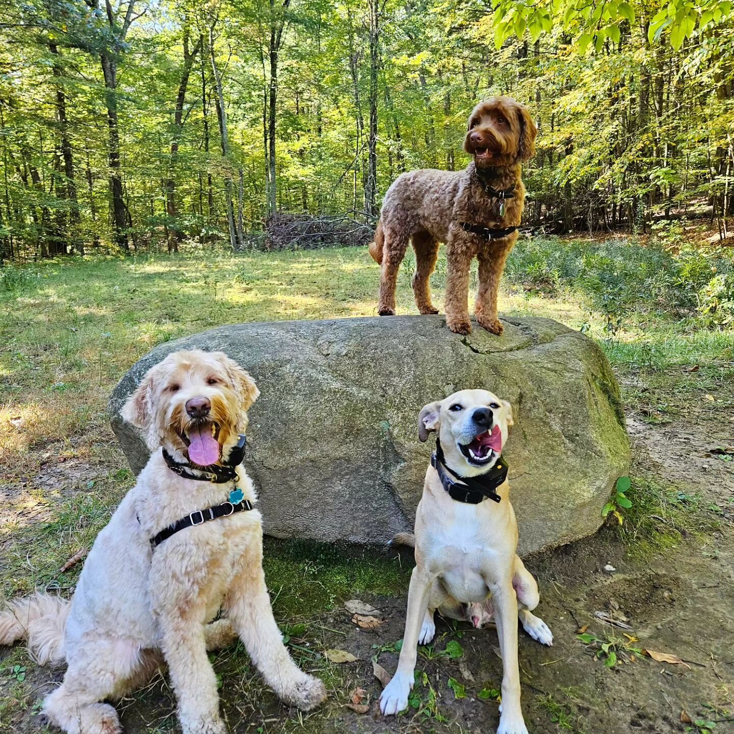 Big smiles from the best friends 
🧡🐶🧡
Featuring Scout, Bode &amp; Bailey
.
.
.
.
.
.
.
.
#dogsmiles #october #dogtober