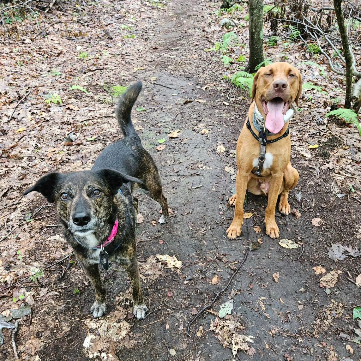 When you get to hike with your little(big) bro🐶🥰🐶
Paisley &amp; her brother Rusty happily exploring the trails together yesterday.