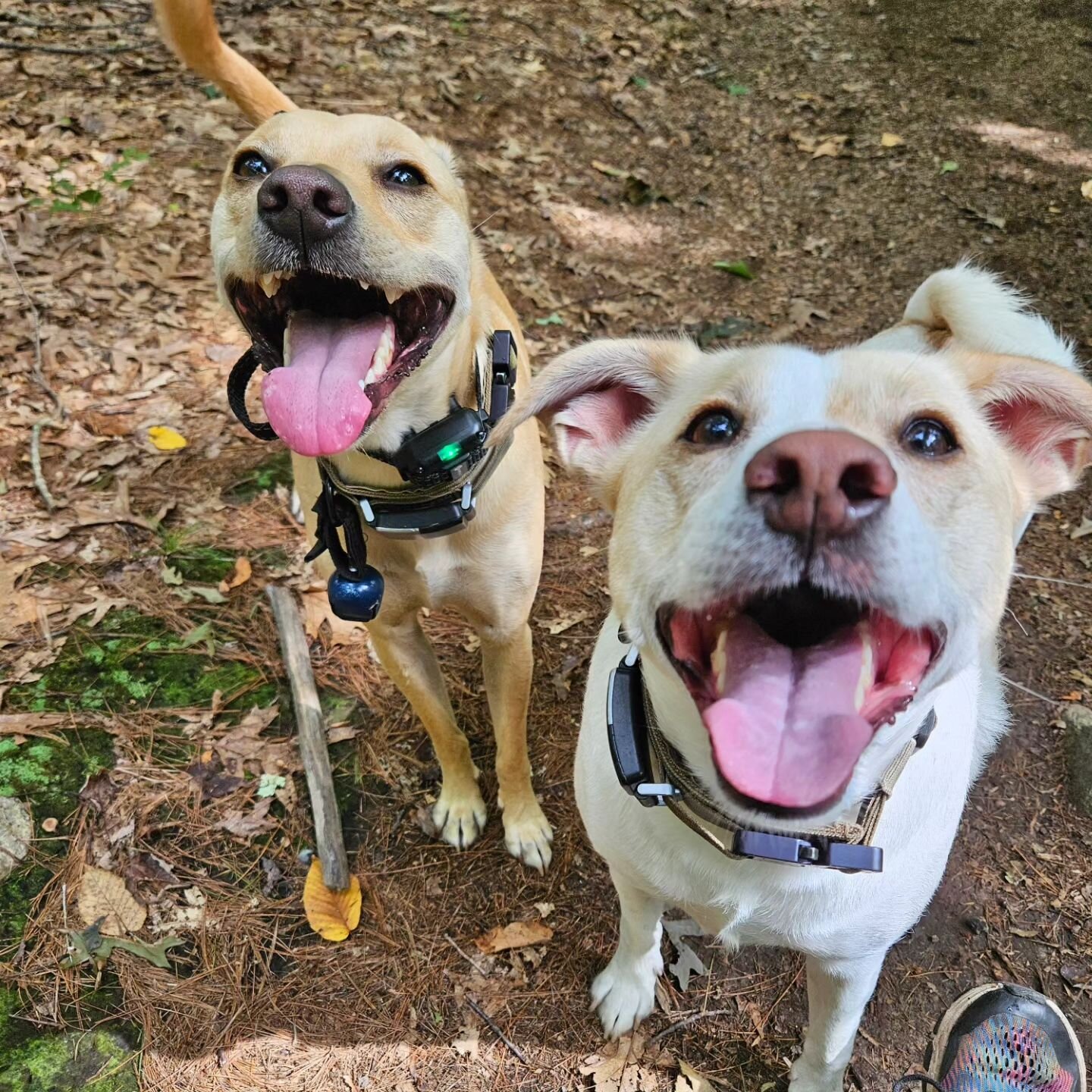 Brotherly Love 🐶🥰🐶
Rico &amp; Mateo love exploring the woods together and attacking me with kisses 💋