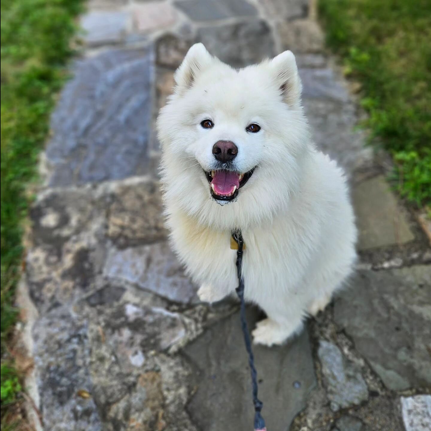 Everyone welcome Ivy to the Lucky Paws Pack! Ivy and I have been having some great leash walk adventures over the past couple weeks. She is always flashing a big smile 🐶🥰