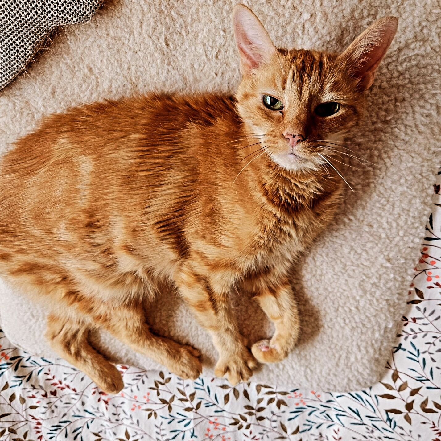 Happy April 🌼☀️🌸 
Enjoy this throwback photo of sweet Ember 😺
.
Lucky Paws is revamping our pricing and now offering cat visits on our website. Our commitment remains unwavering: delivering top-notch care for your beloved pets. 💕
.
Check out Luck