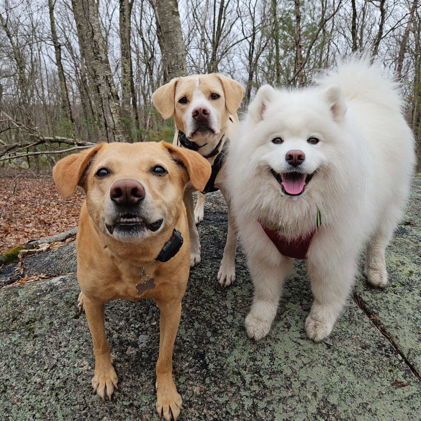 Wednesdays Wiggles 💕🐶💕
.
Curby, Bruin &amp; Ivy love their Wednesday adventures together. They are always happy exploring the trails &amp; seeing what kind of mischief they can get up to. How cute are they!?!
.