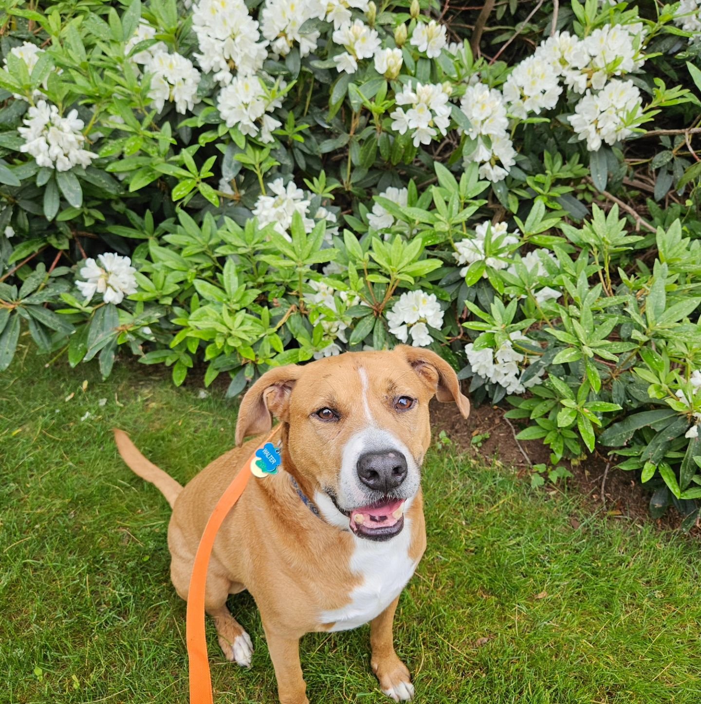 Everyone Welcome Walter to the Lucky Paws Pack 
🐶🎉
Walter is doing some weekly walks and he is such a love bug. Our first meeting he covered me with kisses 🥰 Can't wait for more adventures with him
.
 #welcome #newpackmember #luckypaws