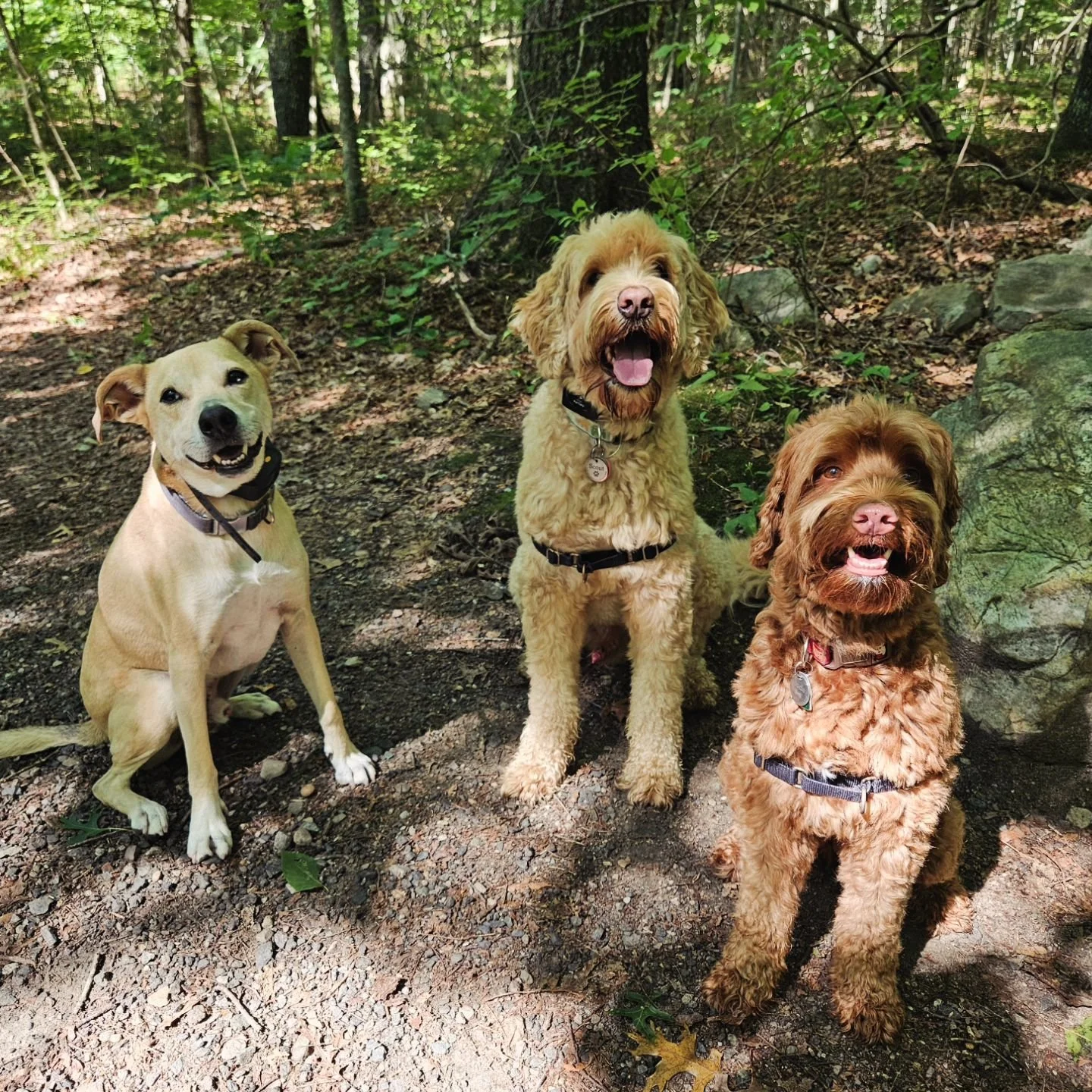 Best Friends Forever 🐶 💕
.
Featuring Bailey, Scout &amp; Bode