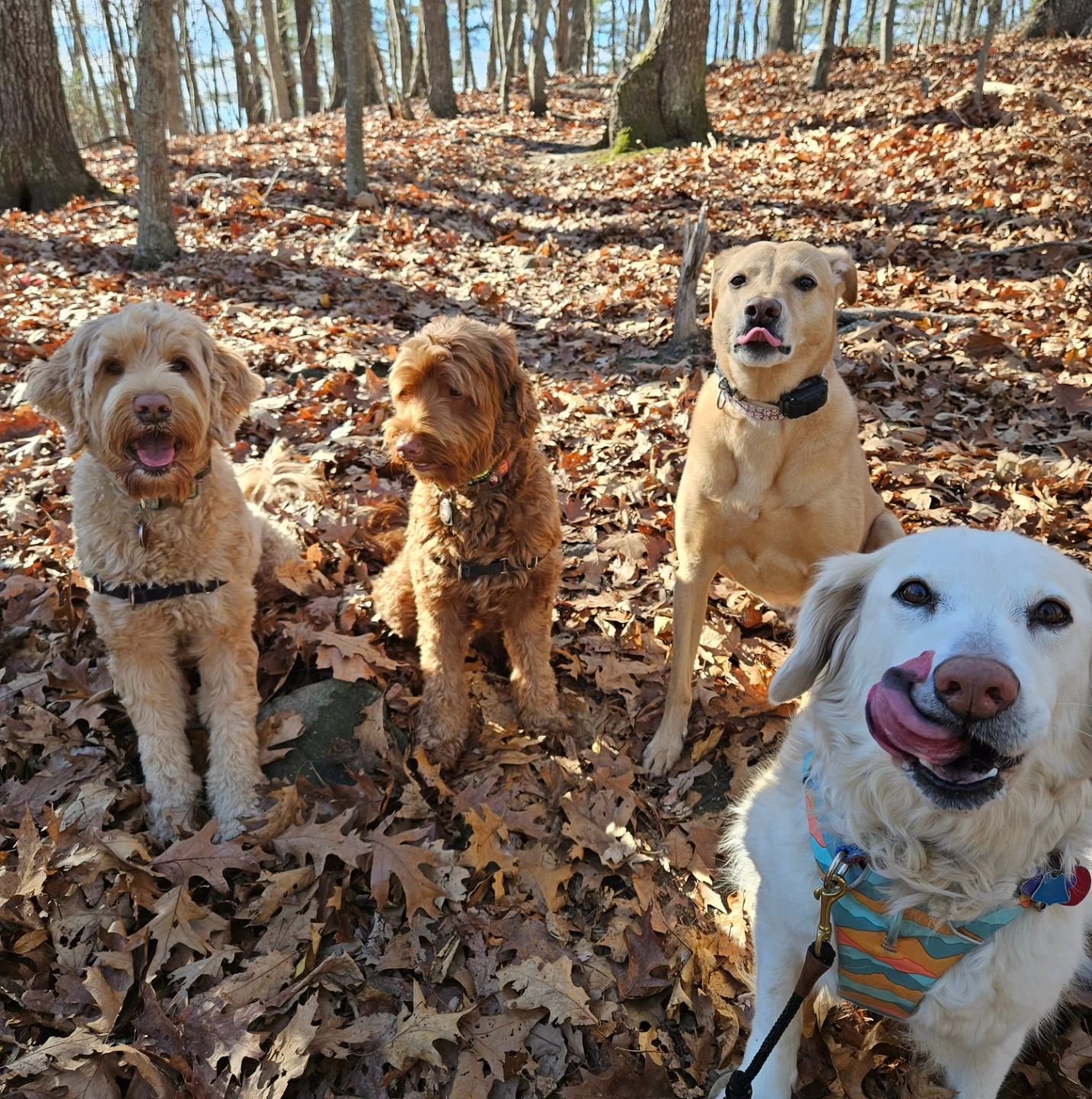 Silly Friday Crew 🐶☀️
.
Featuring Scout, Bode, Curby &amp; Izzy 
#dogparty #friday #sillydog