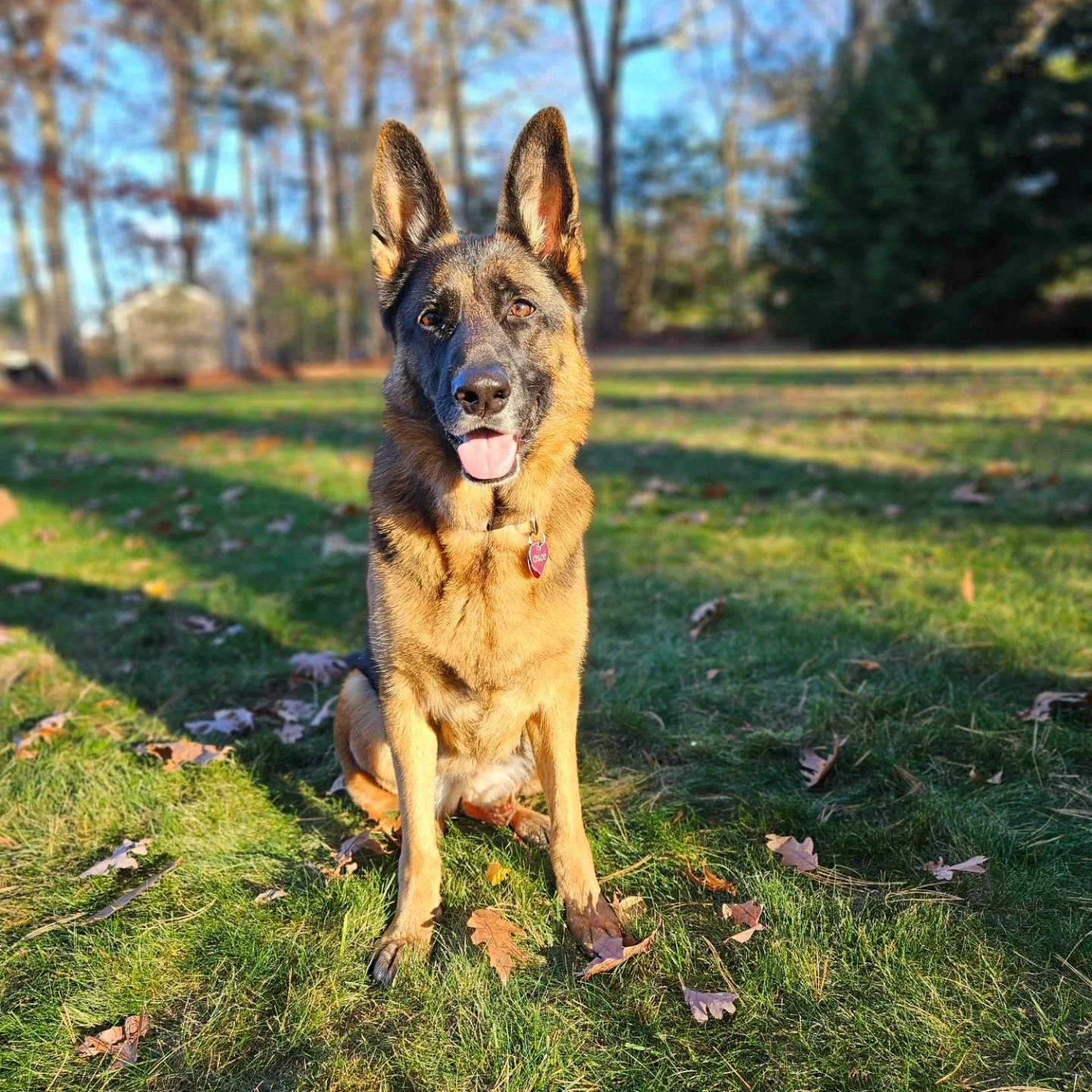I had a lot of fun during my recent stay with Miss Chloe
🐶💕
Her yard is still growing back, so we put fetch on hold and took out the Frisbee instead. Chloe likes wearing it as a head piece instead. And don't forget about the upside down belly rubs.