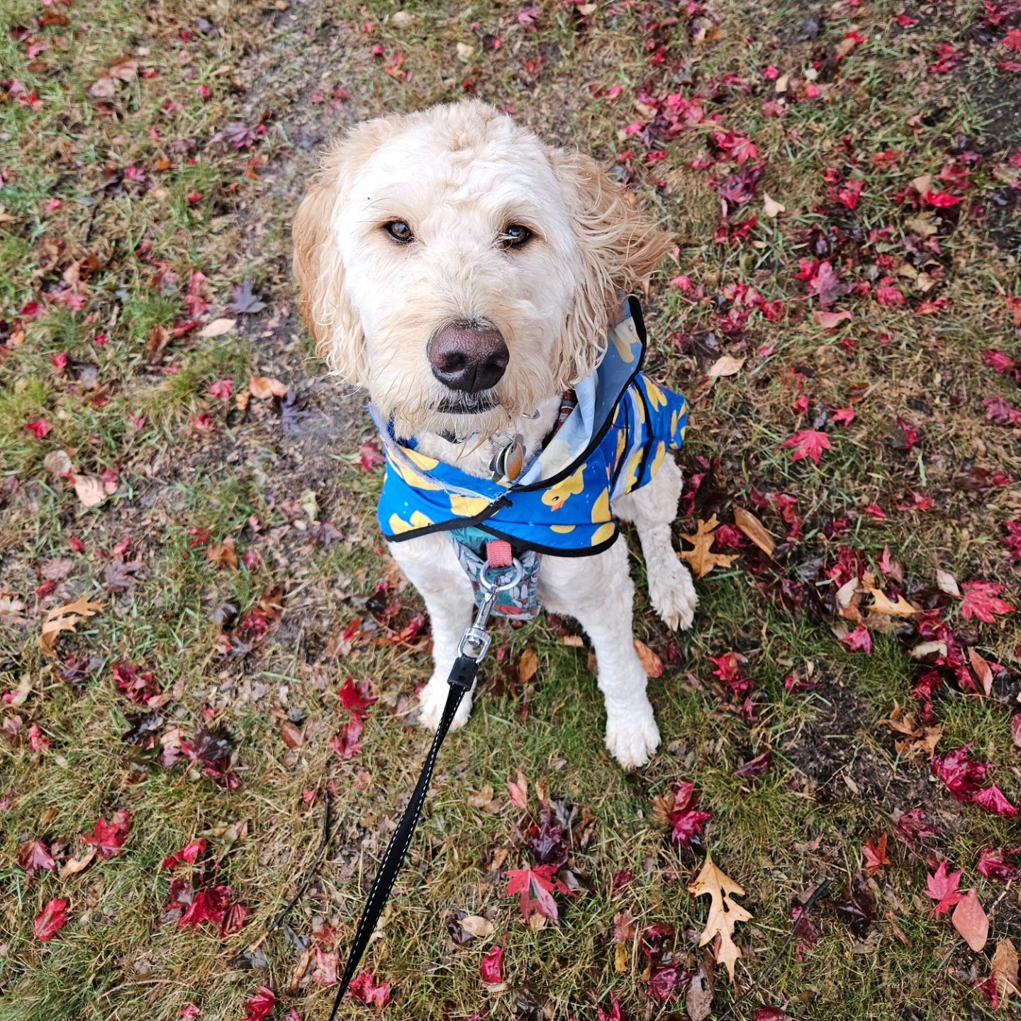 Splashing through Puddles with Archie 
🐶 🌧 🐥  living our best lives