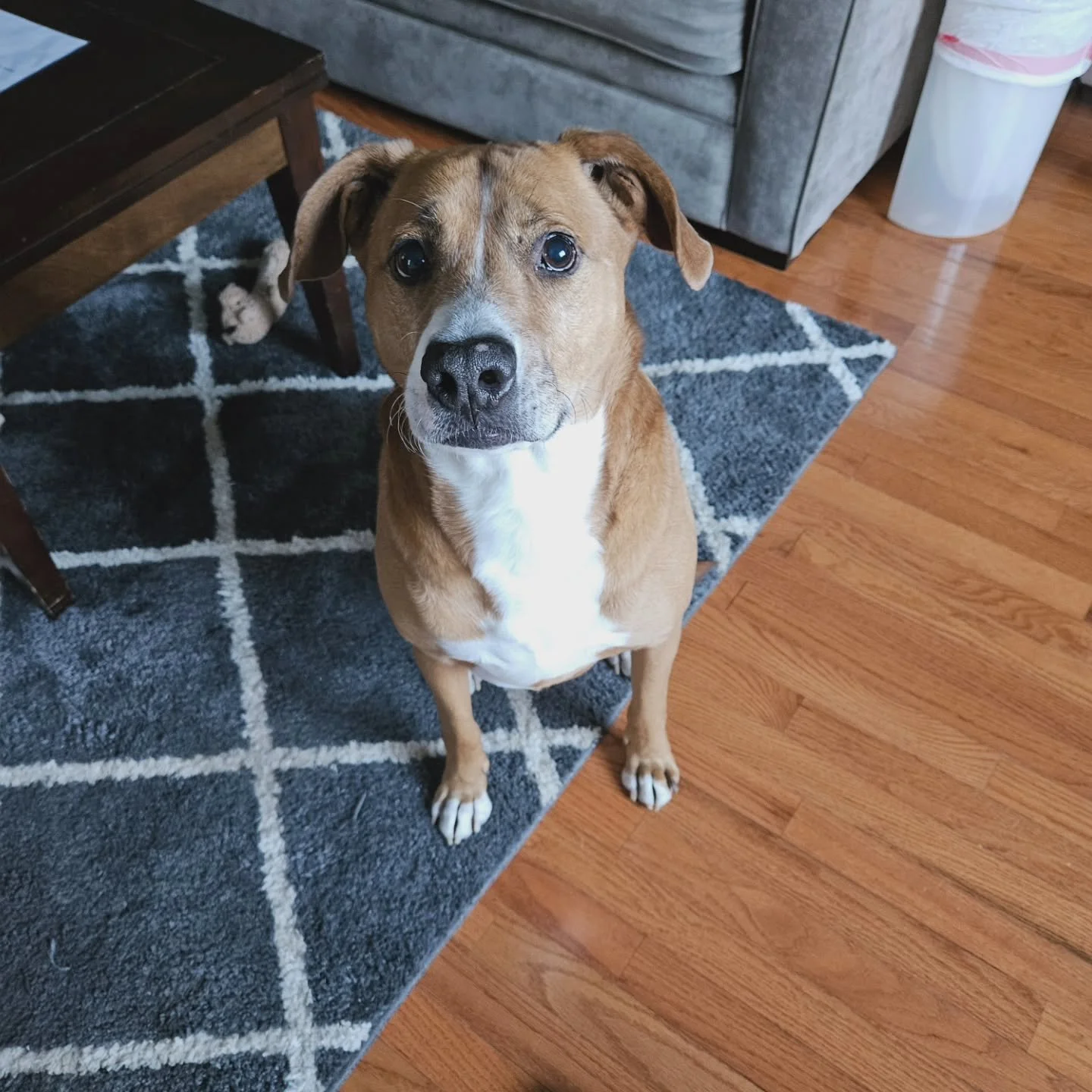 Walter and I recently spent 8 wonderful days together, and it was tough to say goodbye. This was my first stay with him, and I hope it&rsquo;s the first of many. Walter is bursting with love and always ready for an adventure. He&rsquo;s also a big fa