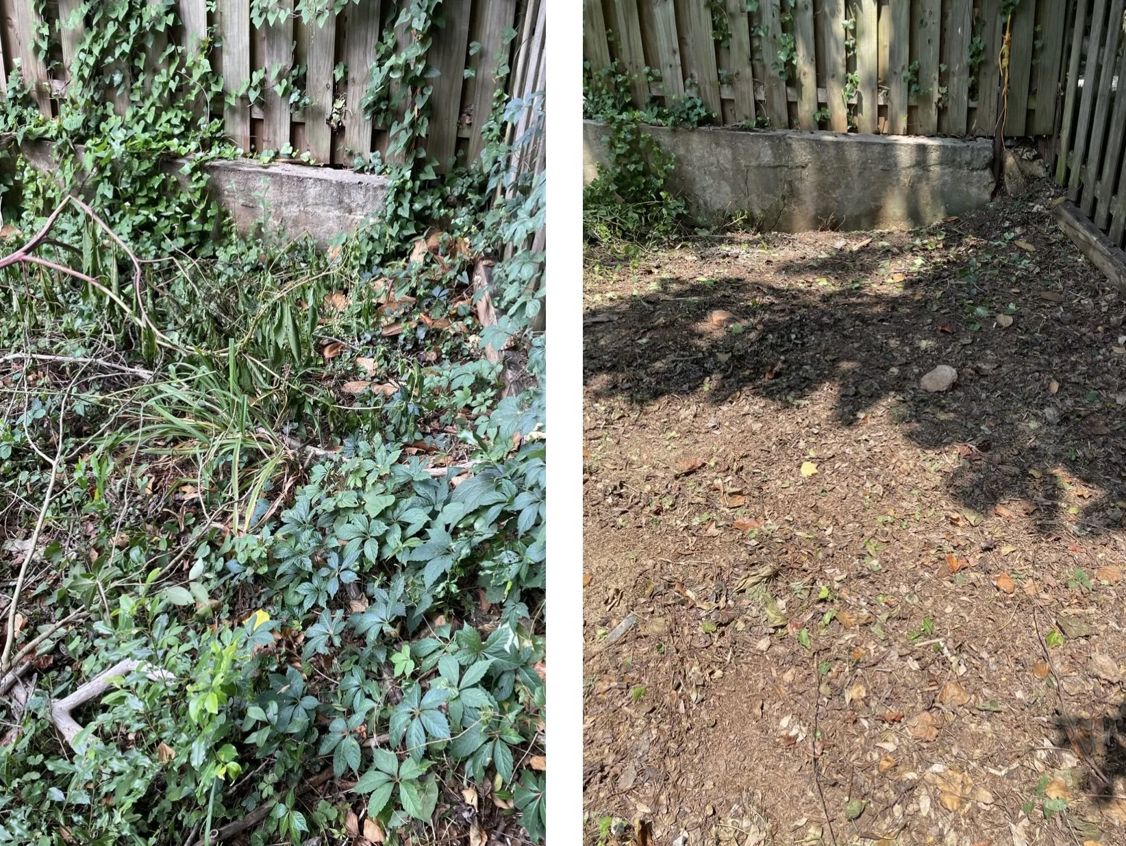 Vine removal before/after