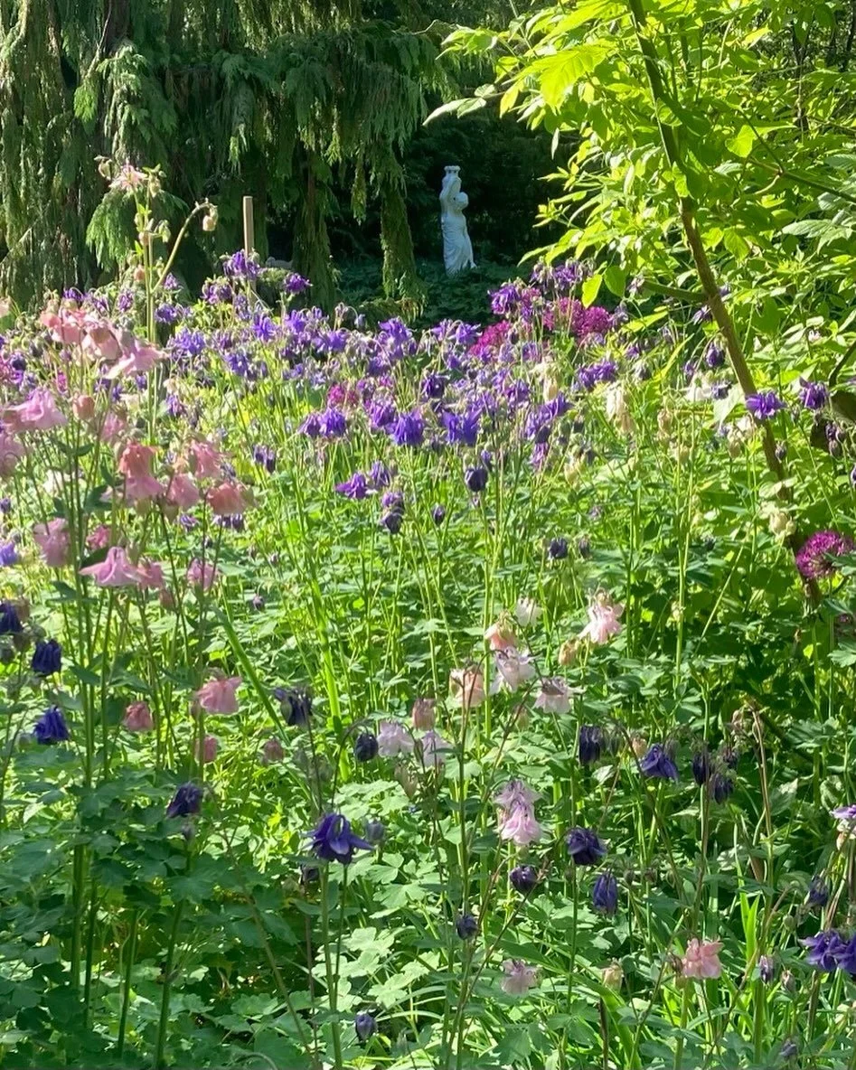 Min tr&auml;dg&aring;rd blommar
