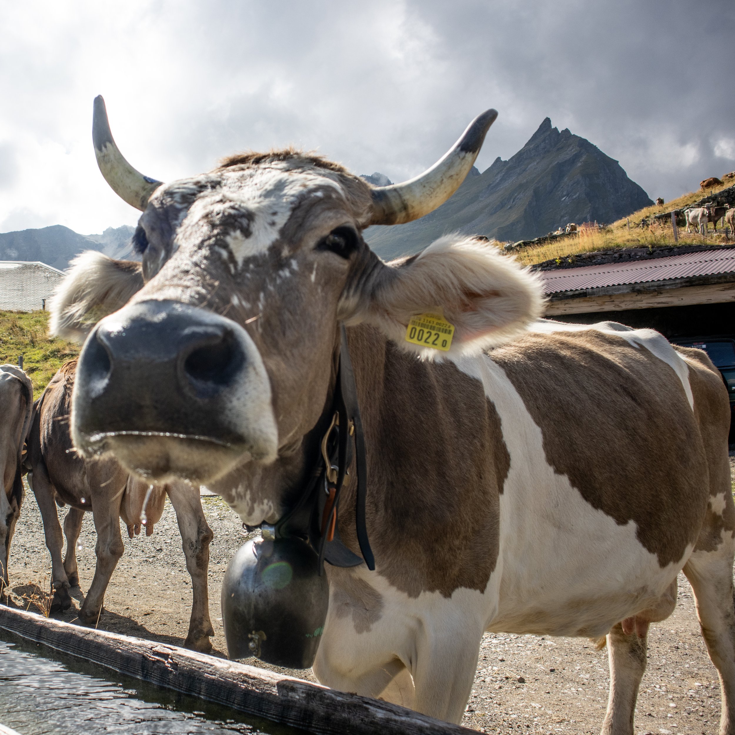 SPERRUNG Stellplatz wegen Alpauffahrt 🐄