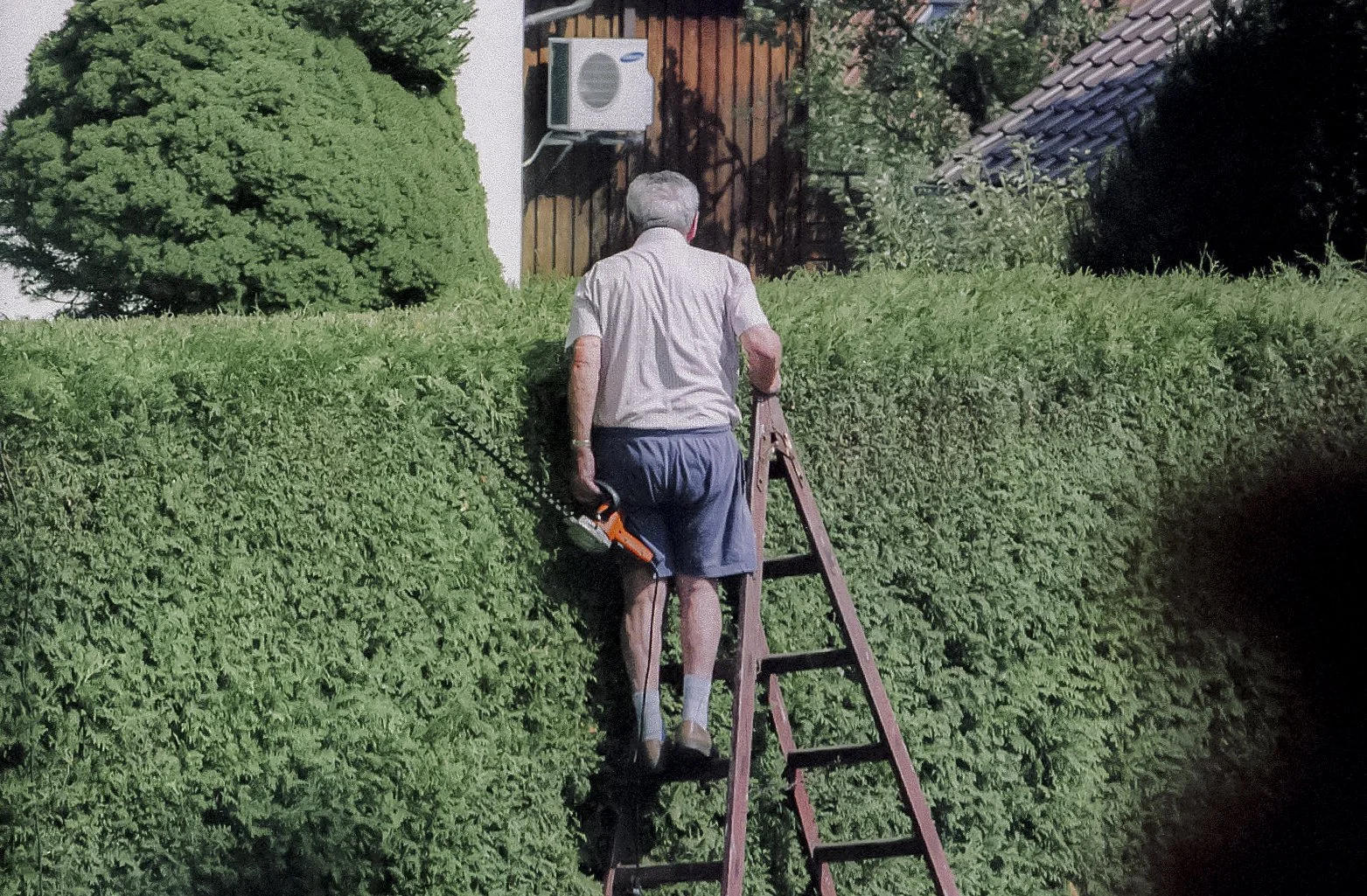 Älterer Mann schneidet Hecke mit einem elektrischen Heckenschneider, während er auf einer Leiter steht.