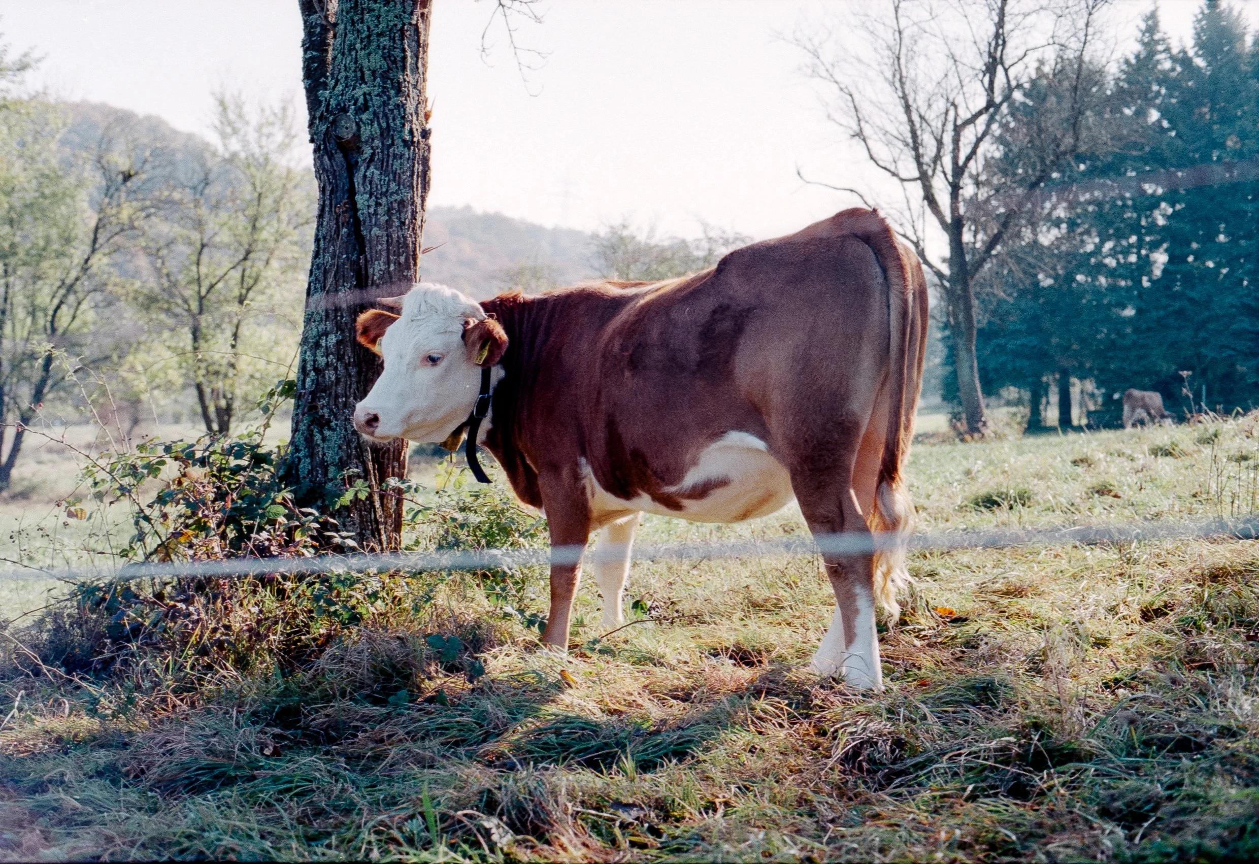 Kuh steht auf Weide neben Baum im Freien