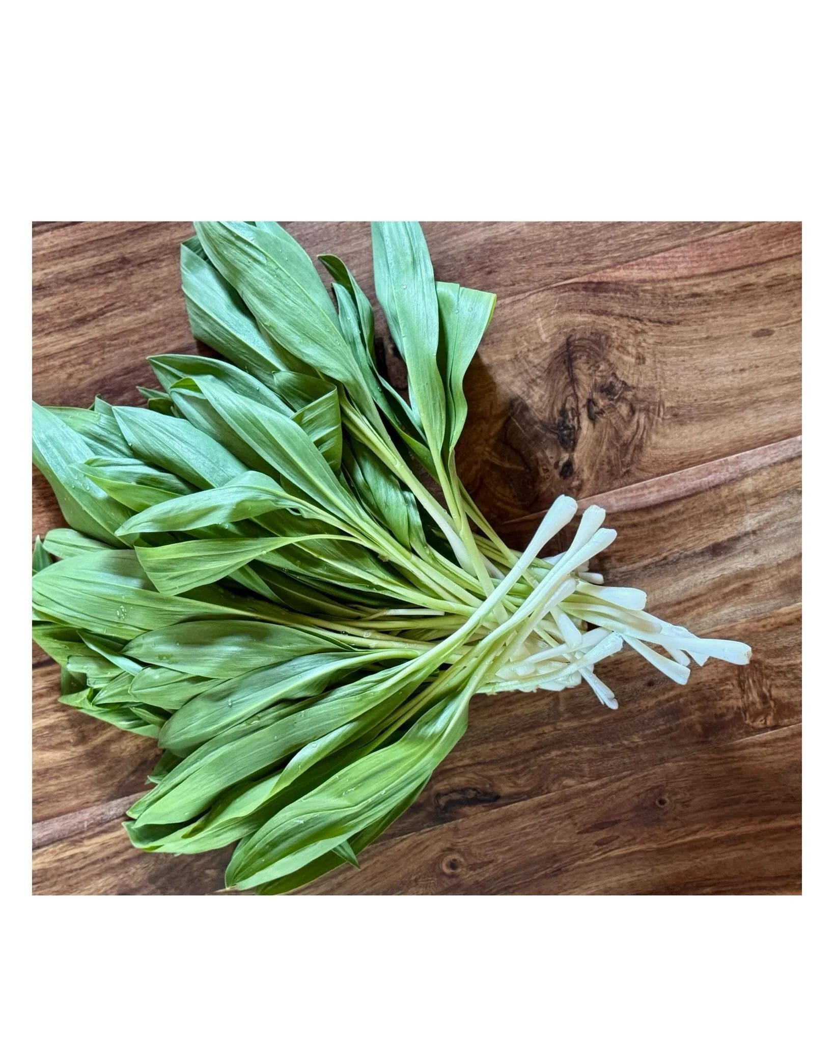 foraging for bright green ramps + hammock time with bursts of yellow all around it officially feels like 🌼 S P R I N G 🌱