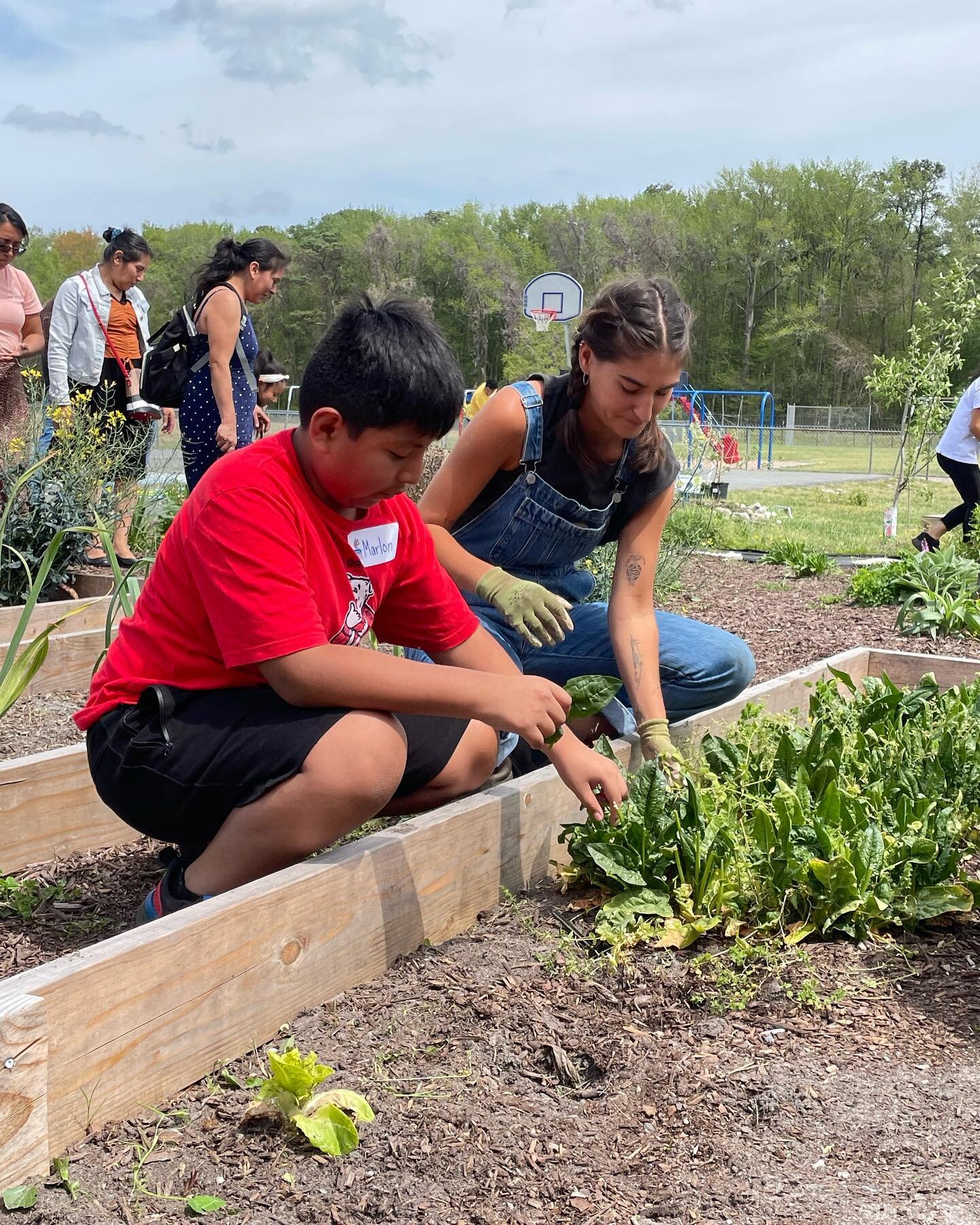 Wow! We are so grateful to all of the parents, volunteers, and our wonderful board members who came out today to make this Earth Day special! We had such a fun time harvesting and planting new seeds, painting our beautiful birch trellis rainbow color