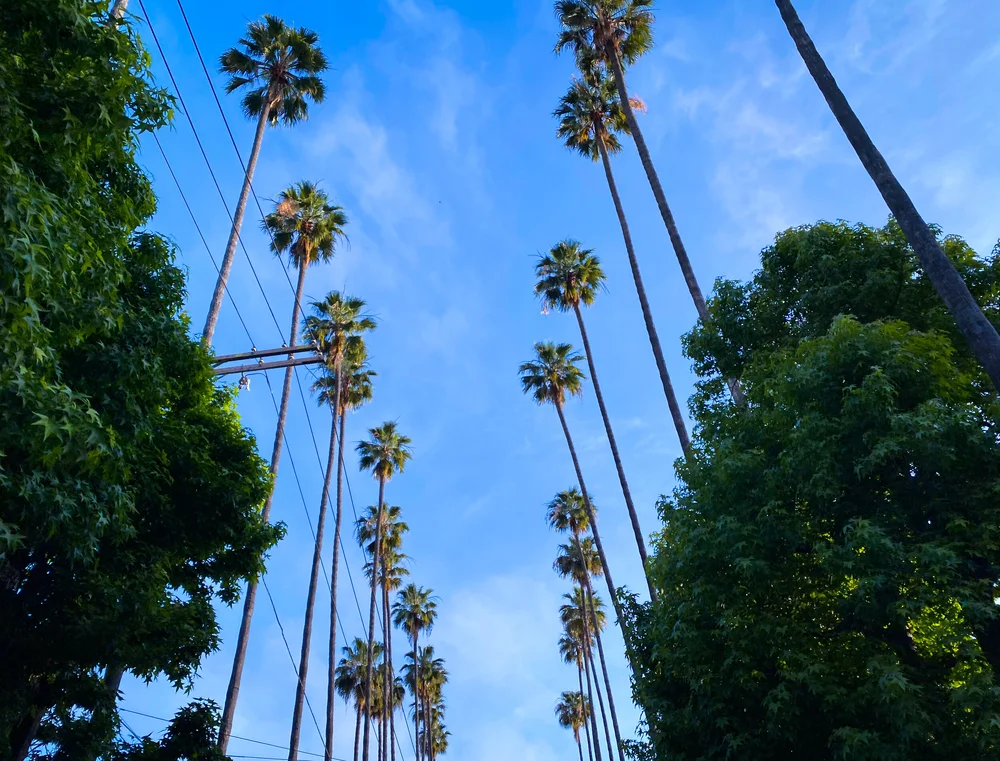Scott Roegner_10k in One Day_Palm Trees.JPEG