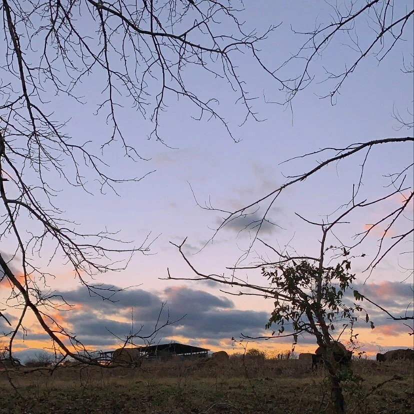 Lavender = advanced sunset color theory.