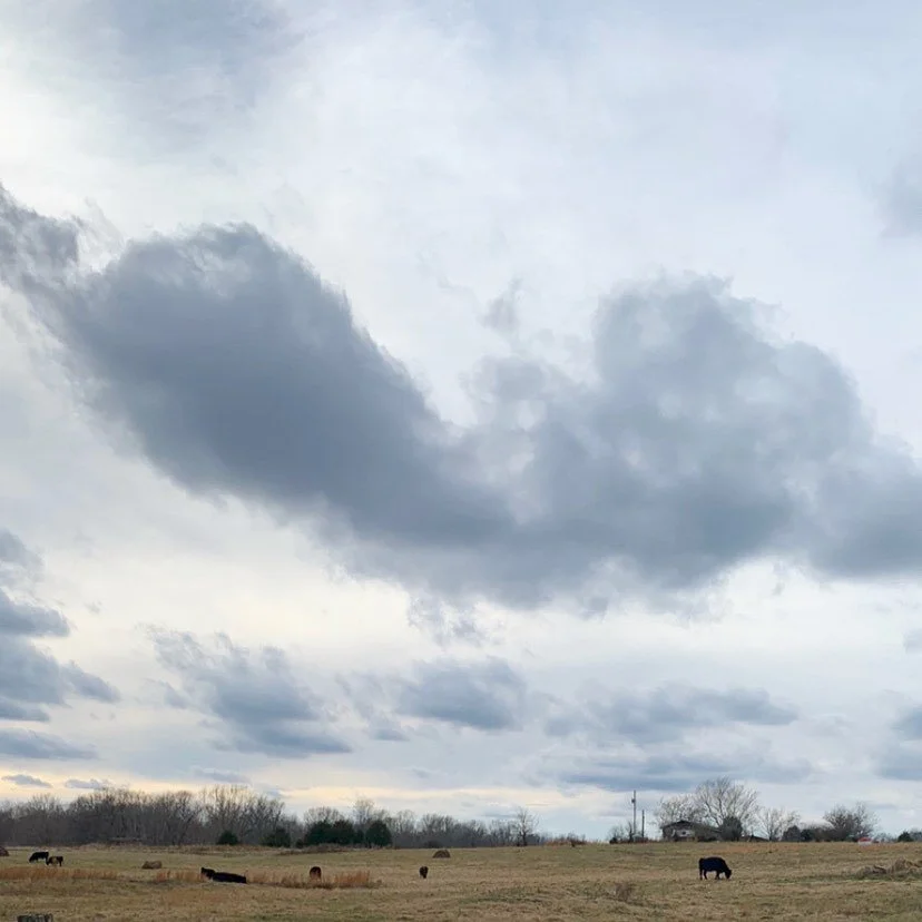 These are our neighbors to the left (east? Idk). As you can see, they are cows. I am personally surprised by how fluffy they are.