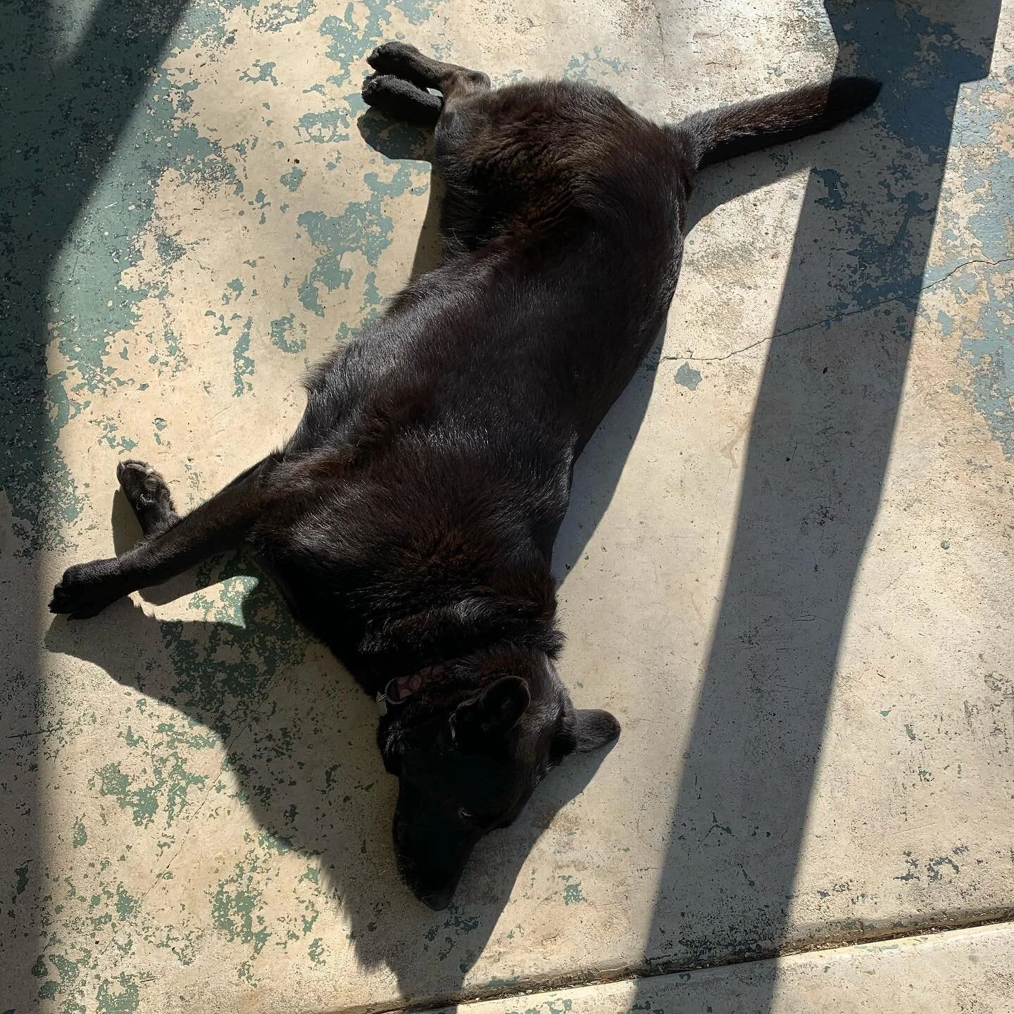 THIS ISN&rsquo;T OUR DOG!!!!!!!