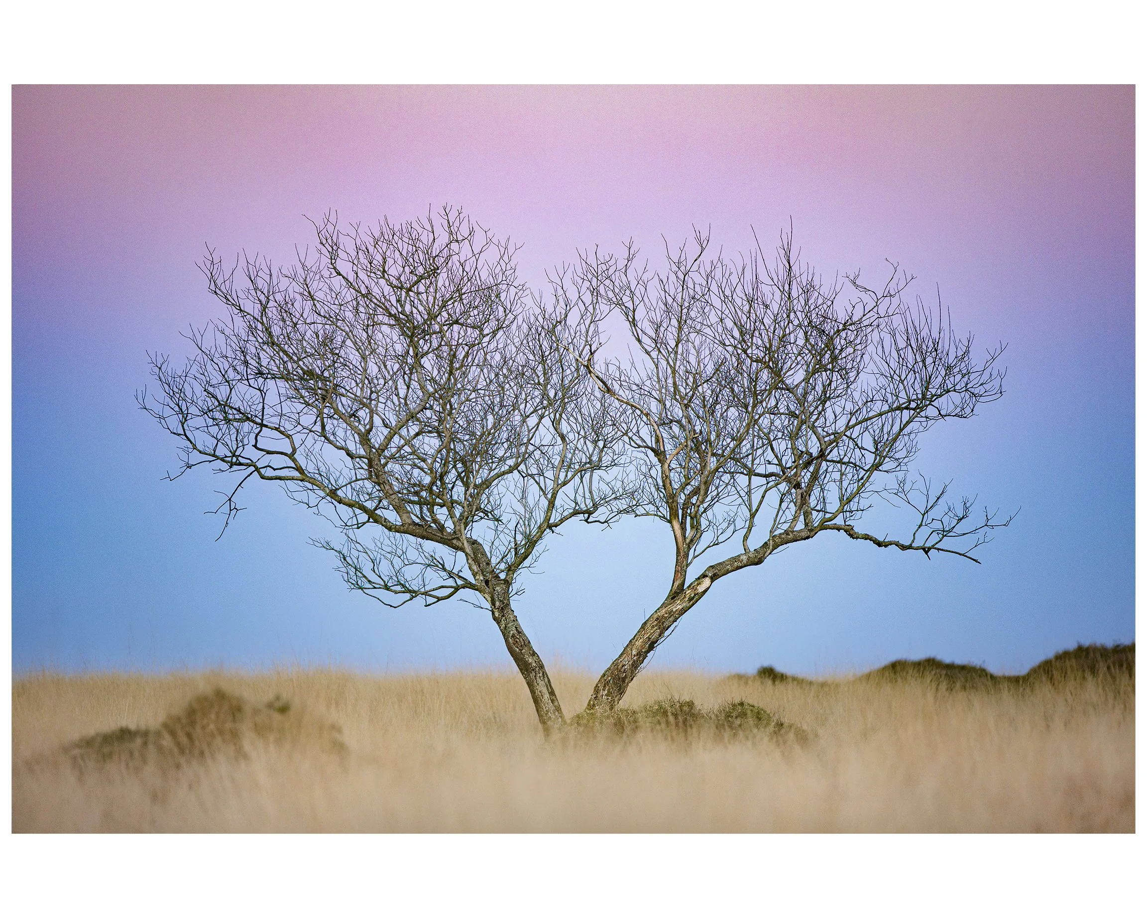 TreeSunset_01_IG_CLR_WEB.jpg