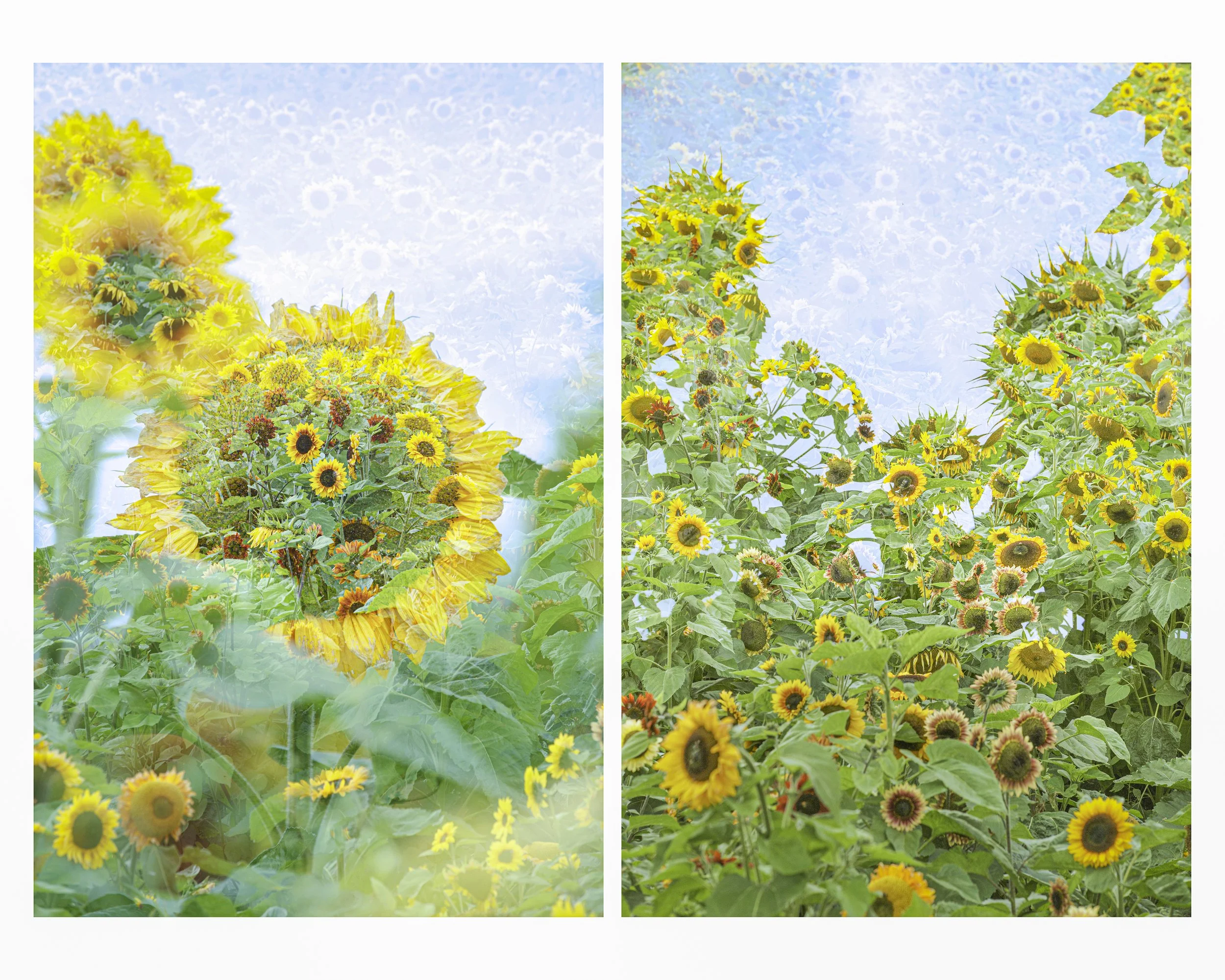 SunflowerField_DExp_Multi_01_CLR_small.jpg
