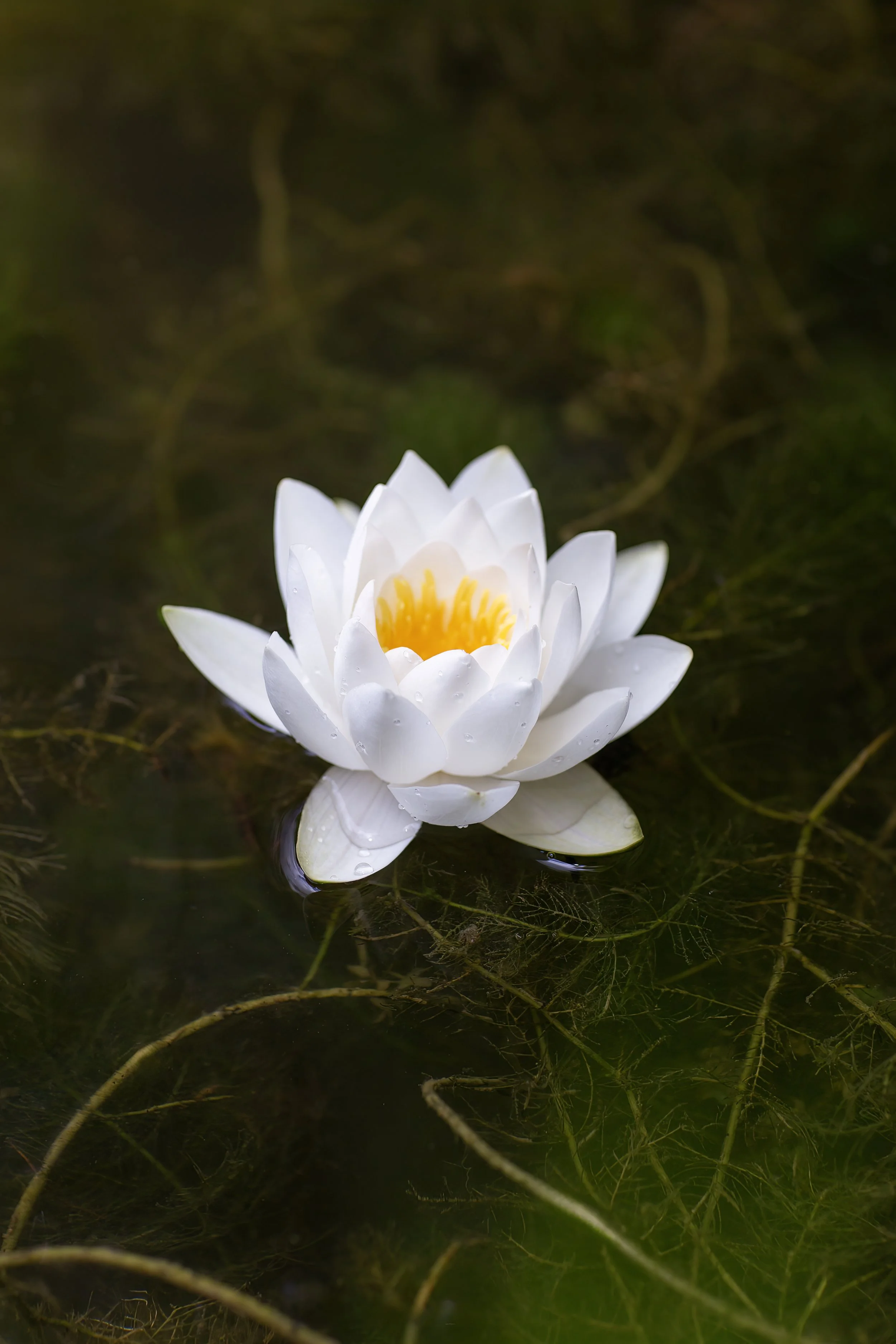 Waterlily_007_CLR.jpg