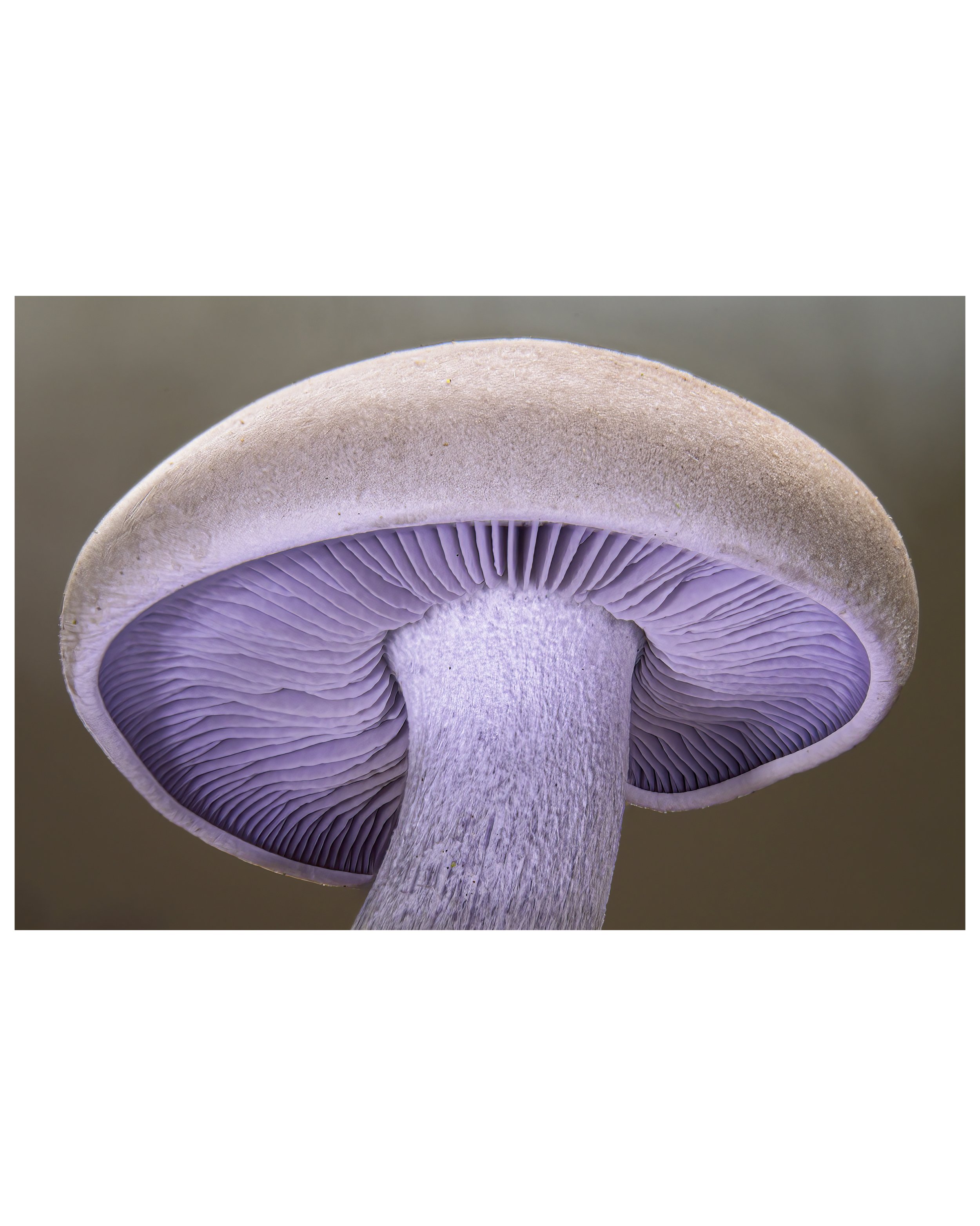 WoodBlewit_03_CROP_IG_CLR2.jpg