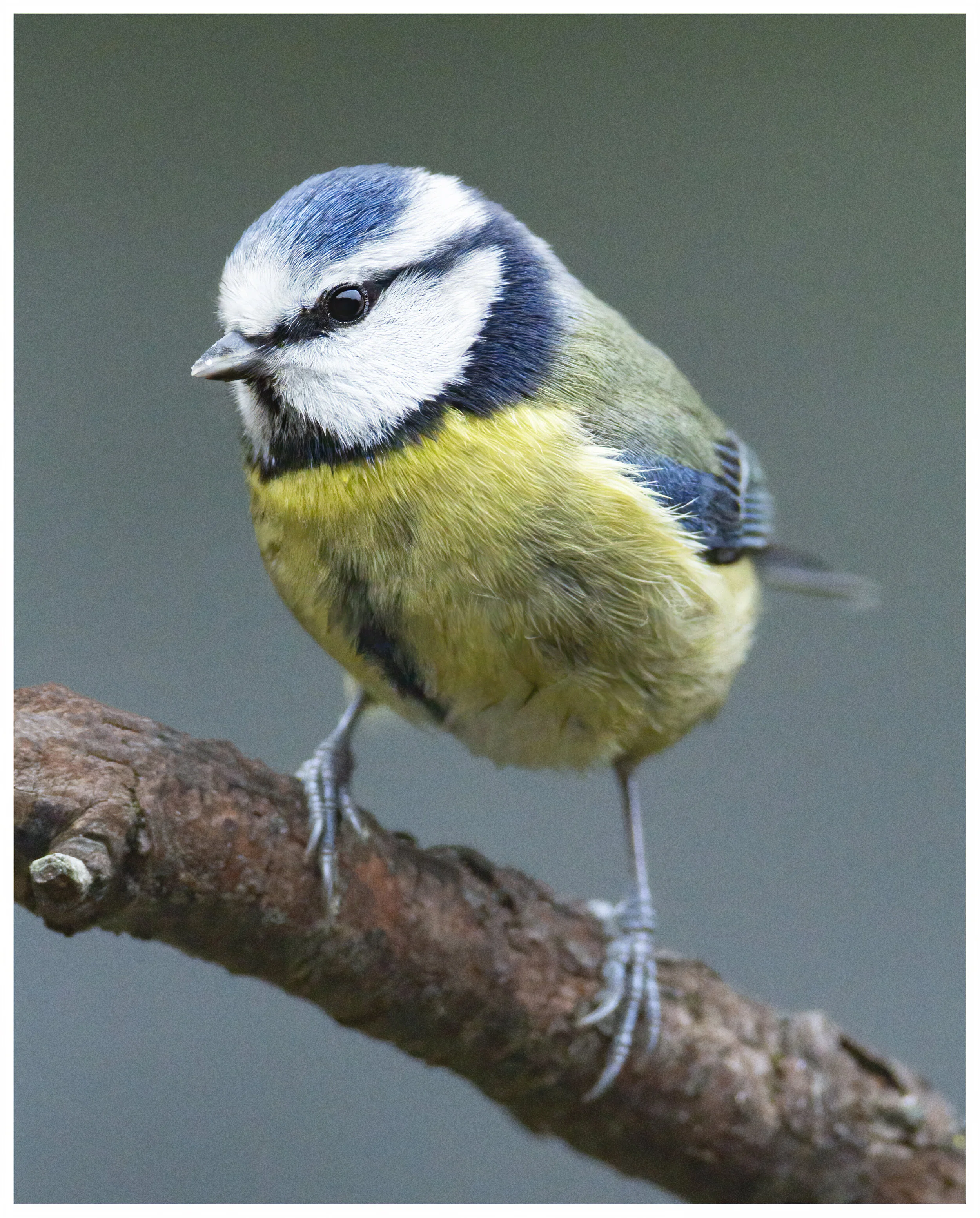 Blue_Tit_02_IG_CLR.jpg