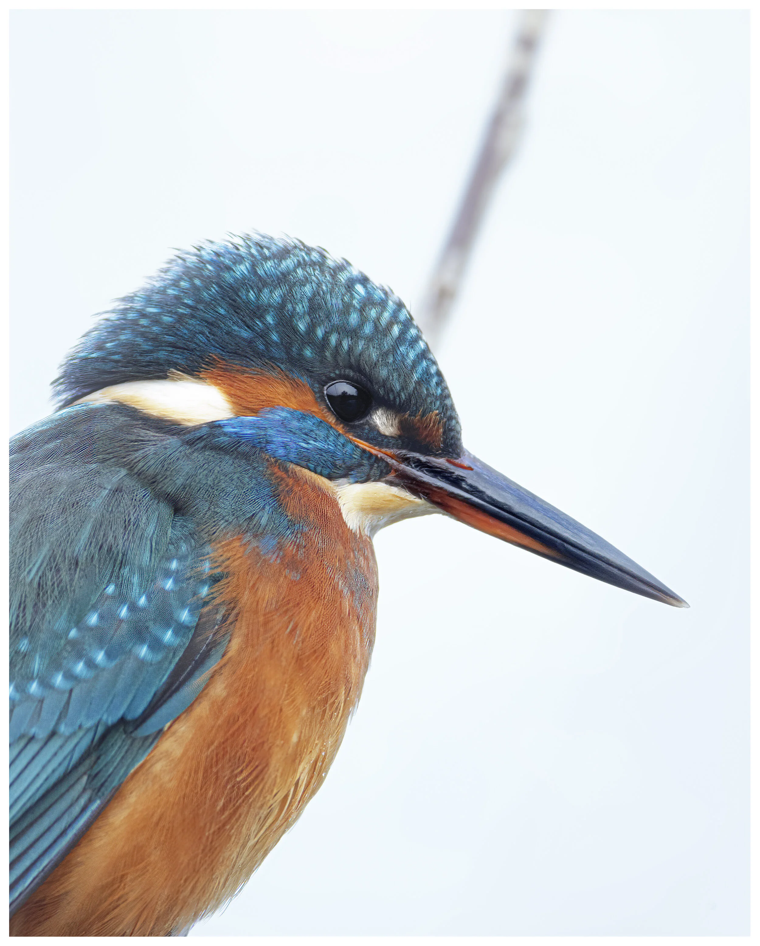 Kingfisher_02_IG_CLR.jpg