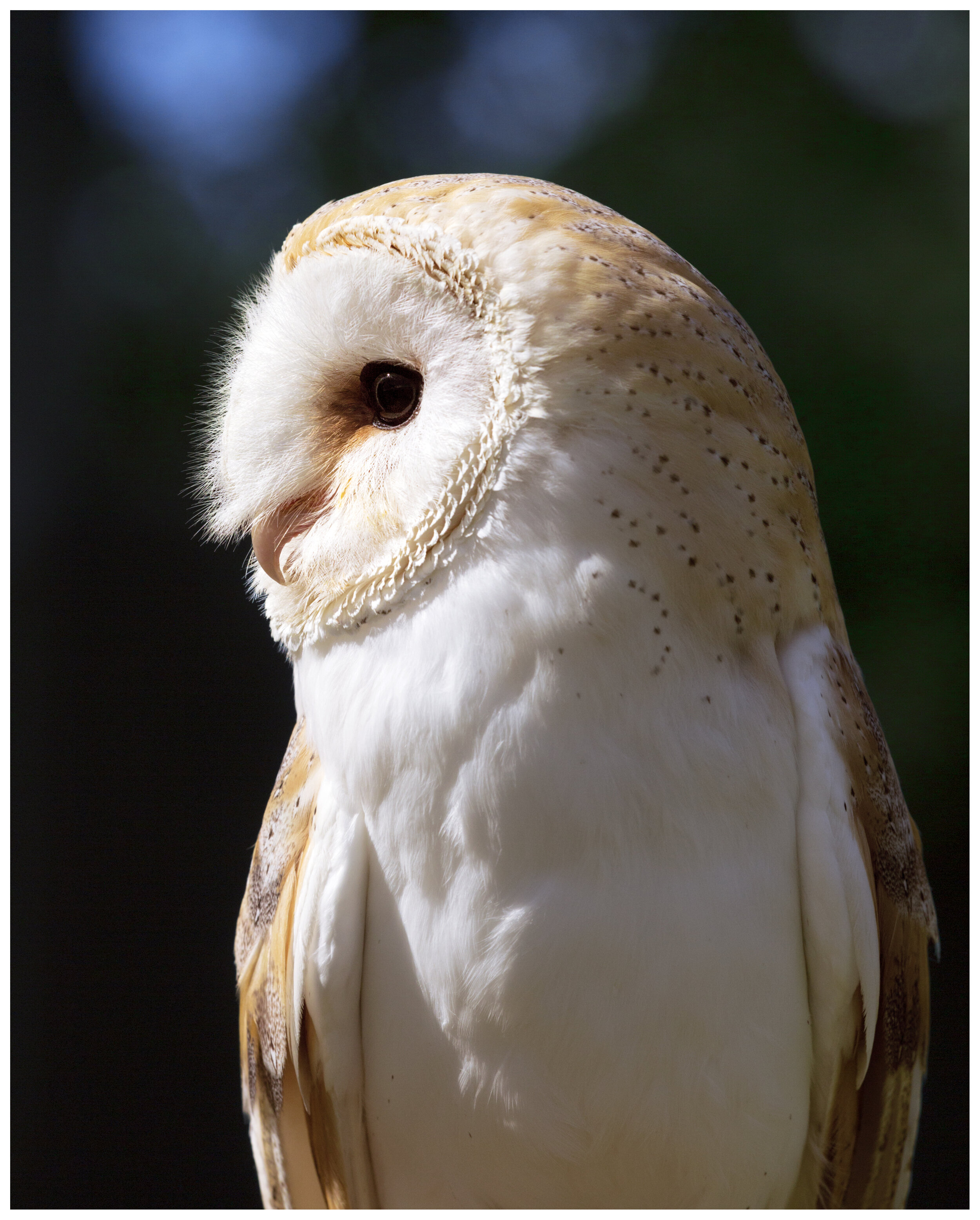 BarnOwl_IG_01_CLR.jpg