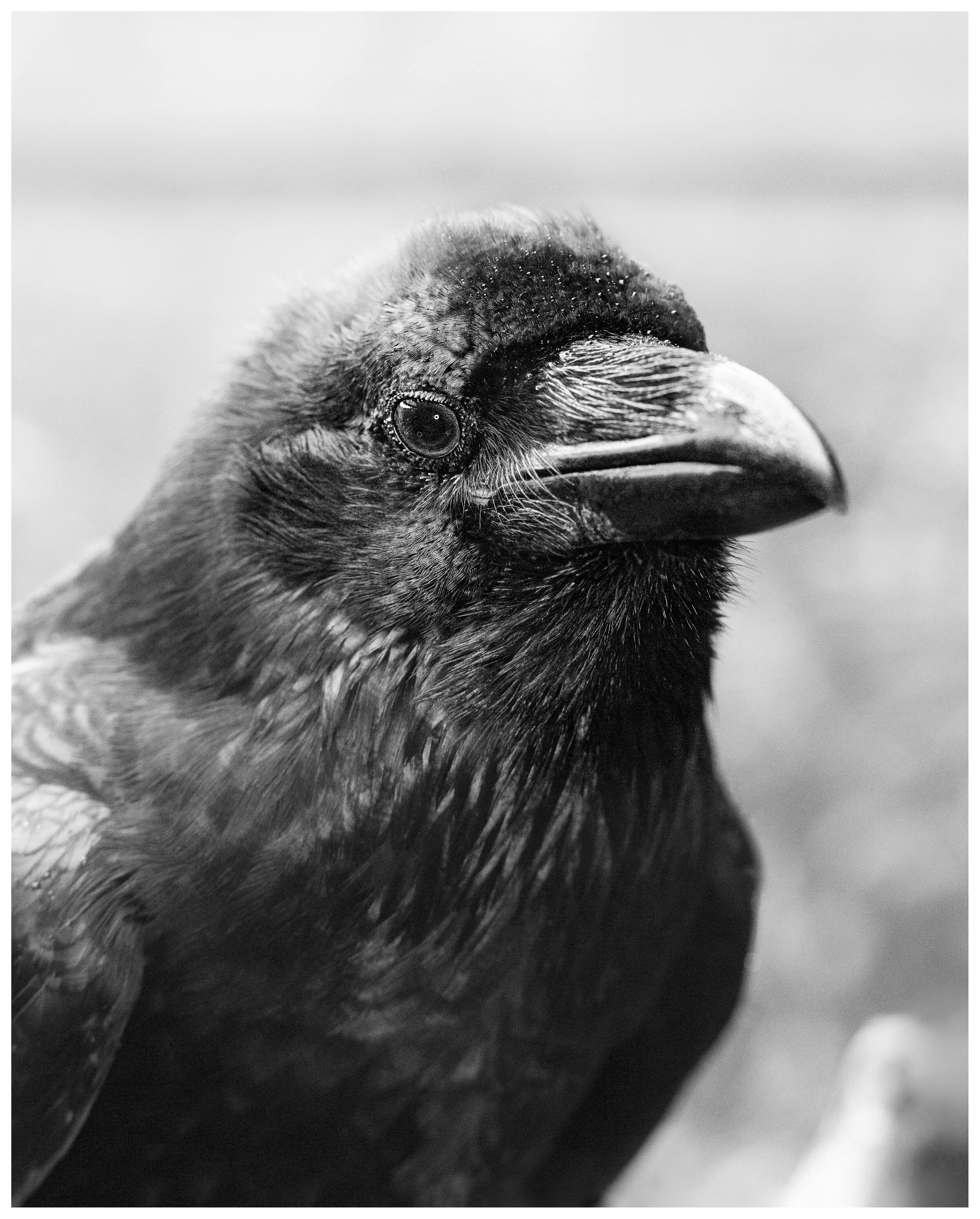 Raven_01_IG_BW.jpg