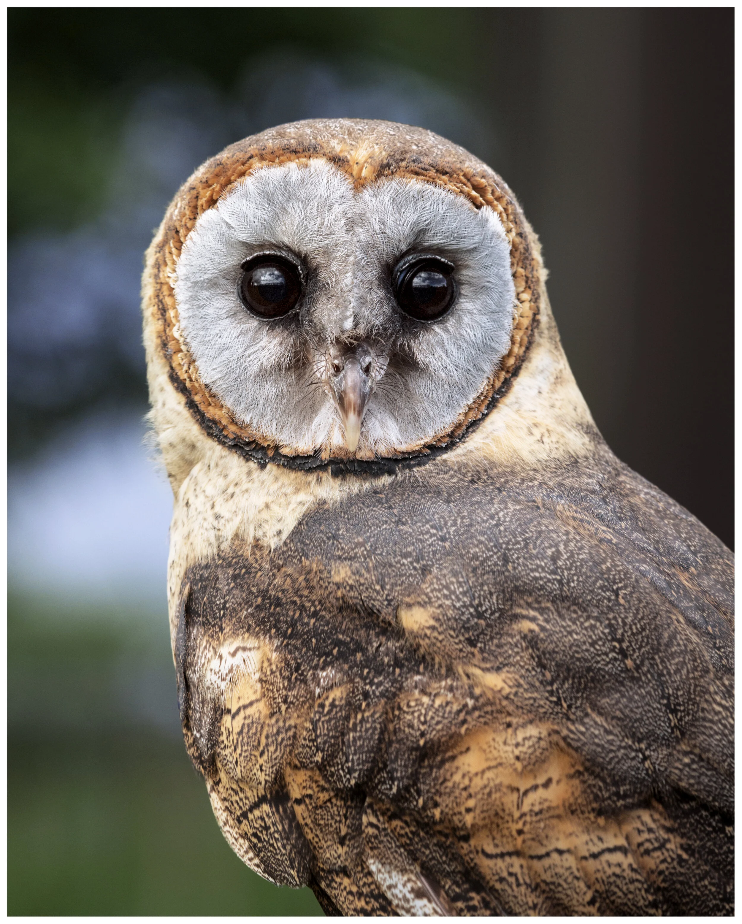 BarnOwlAshyFaced_IG_01_CLR.jpg